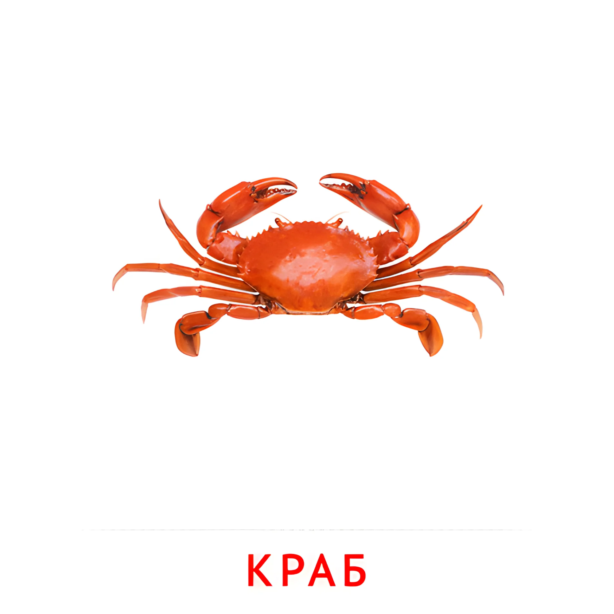 Краб №2080. Карточки Домана на русском языке. Рыбы и другие морские обитатели.