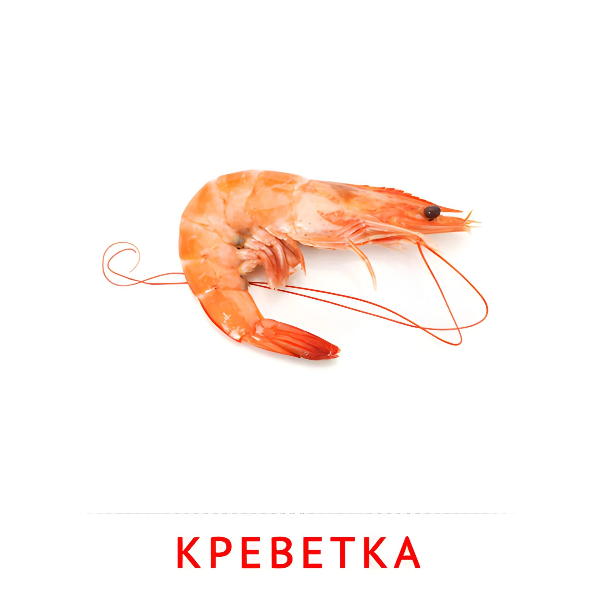 Креветка №2077. Карточки Домана на русском языке. Рыбы и другие морские обитатели.