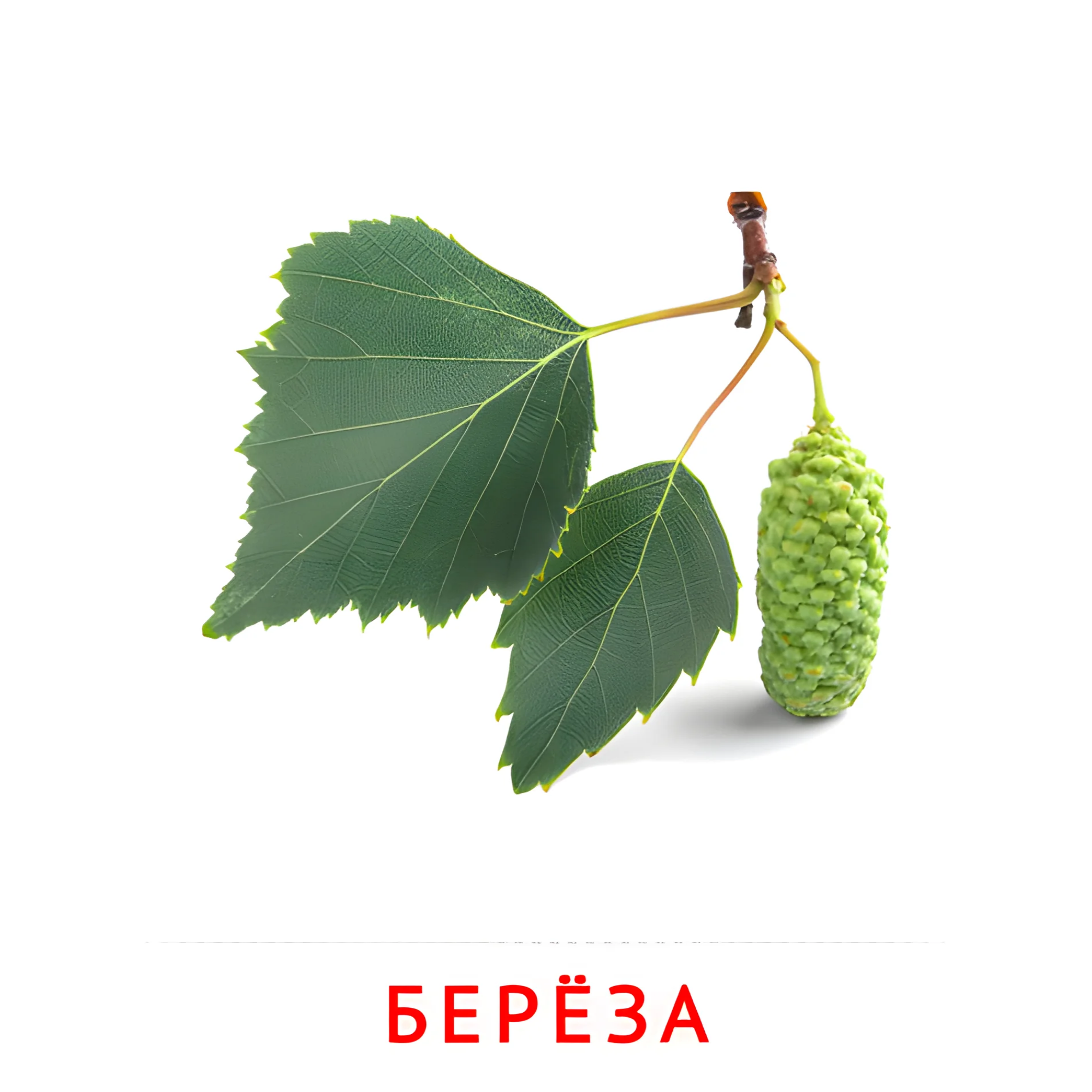 Листья берёзы №2134. Карточки Домана на русском языке. Листья и деревья.