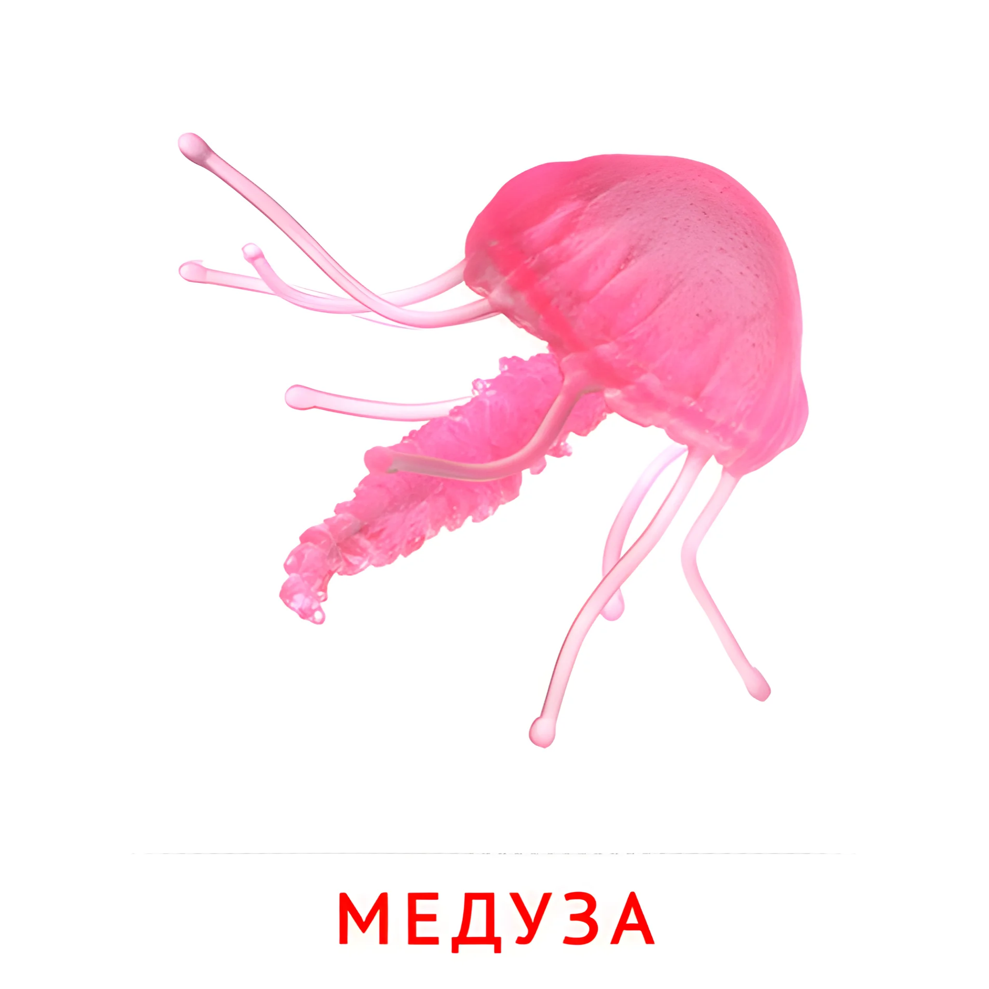 Медуза №2087. Карточки Домана на русском языке. Рыбы и другие морские обитатели.