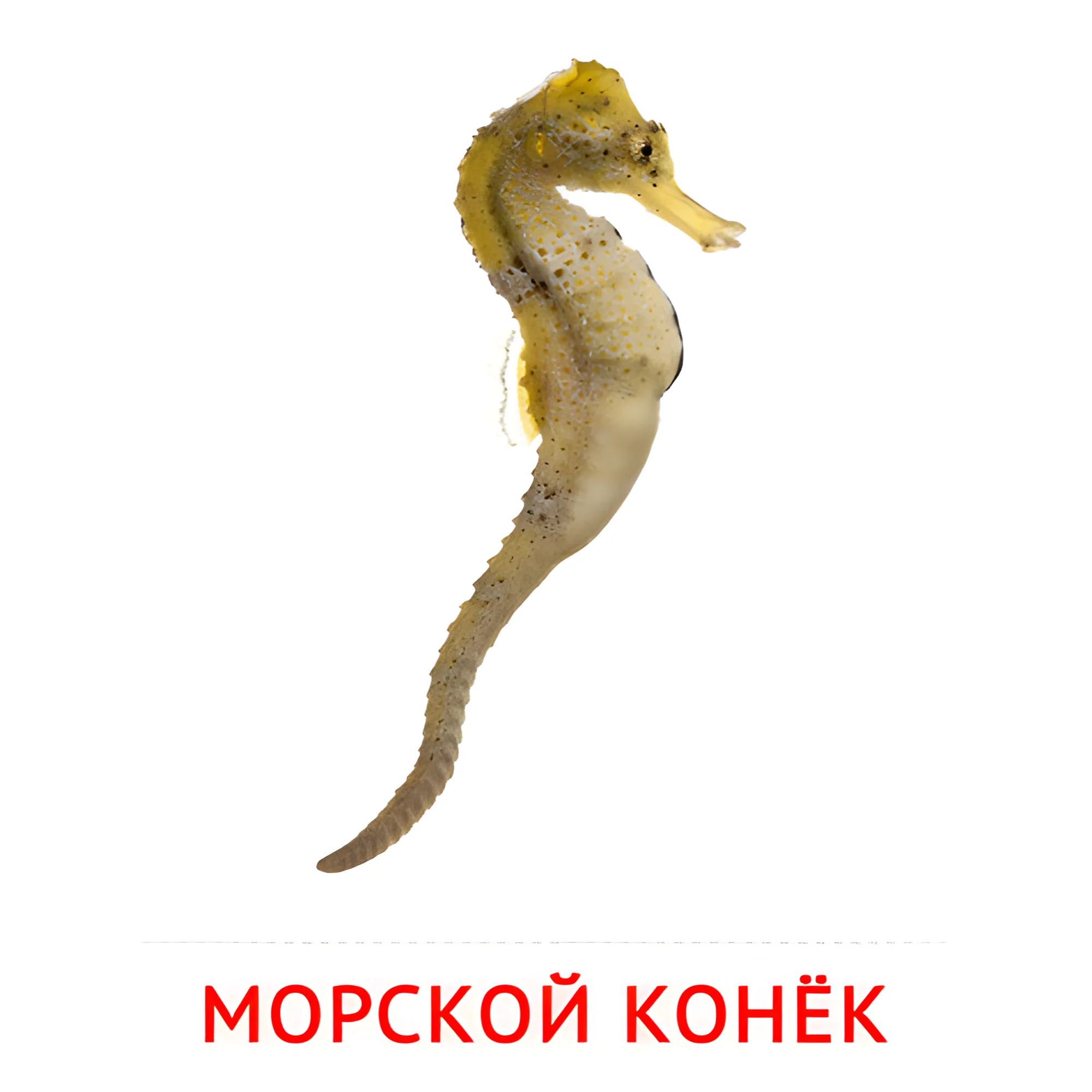 Морской конёк №2088. Карточки Домана на русском языке. Рыбы и другие морские обитатели.