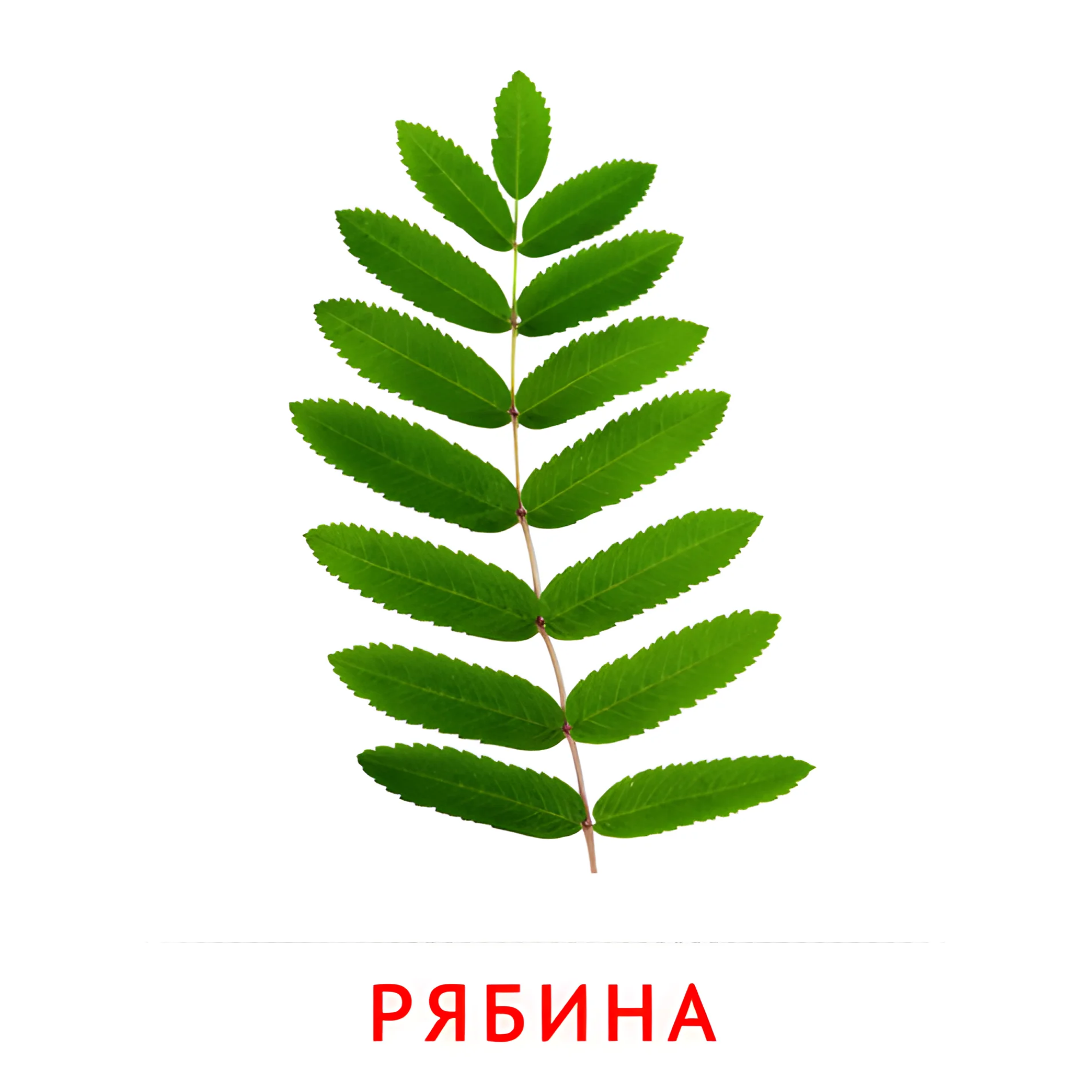 Лист рябины №2130. Карточки Домана на русском языке. Листья и деревья.