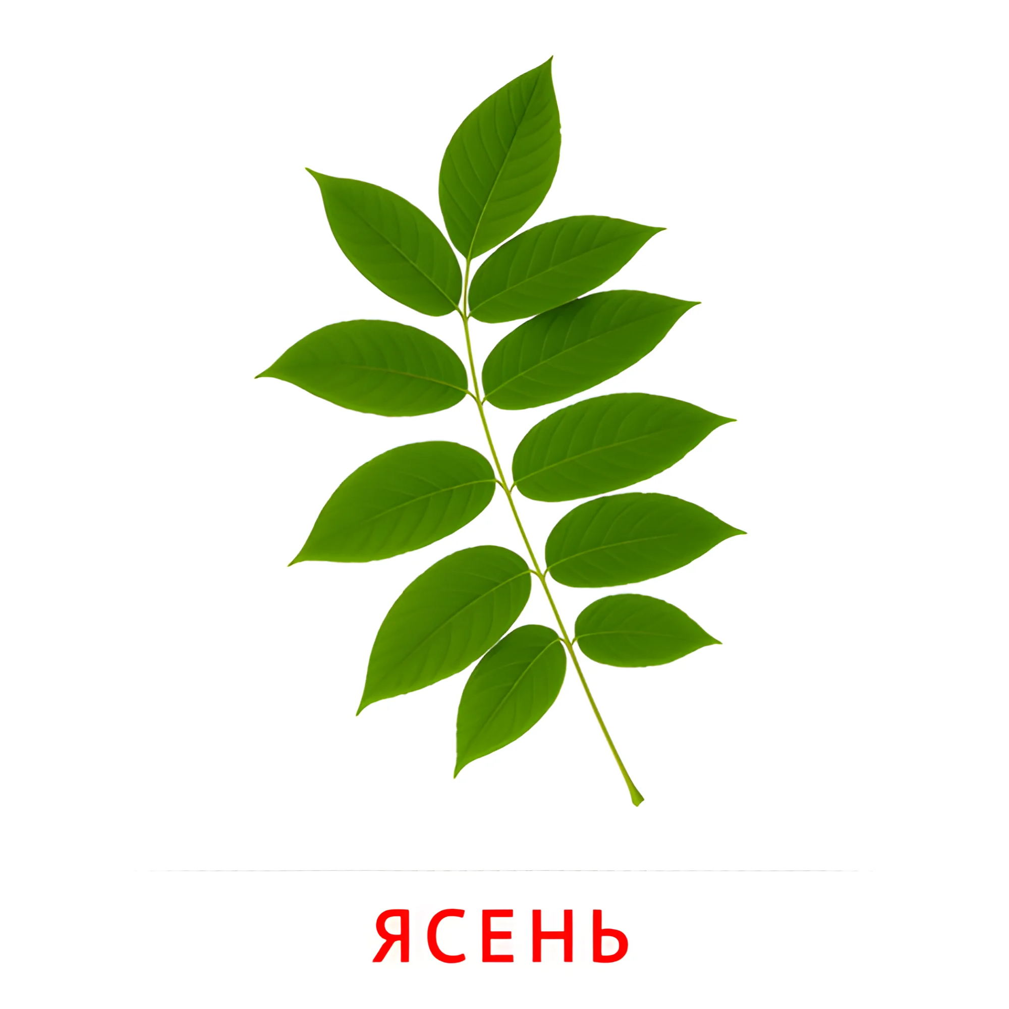 Лист ясеня №2136. Карточки Домана на русском языке. Листья и деревья.