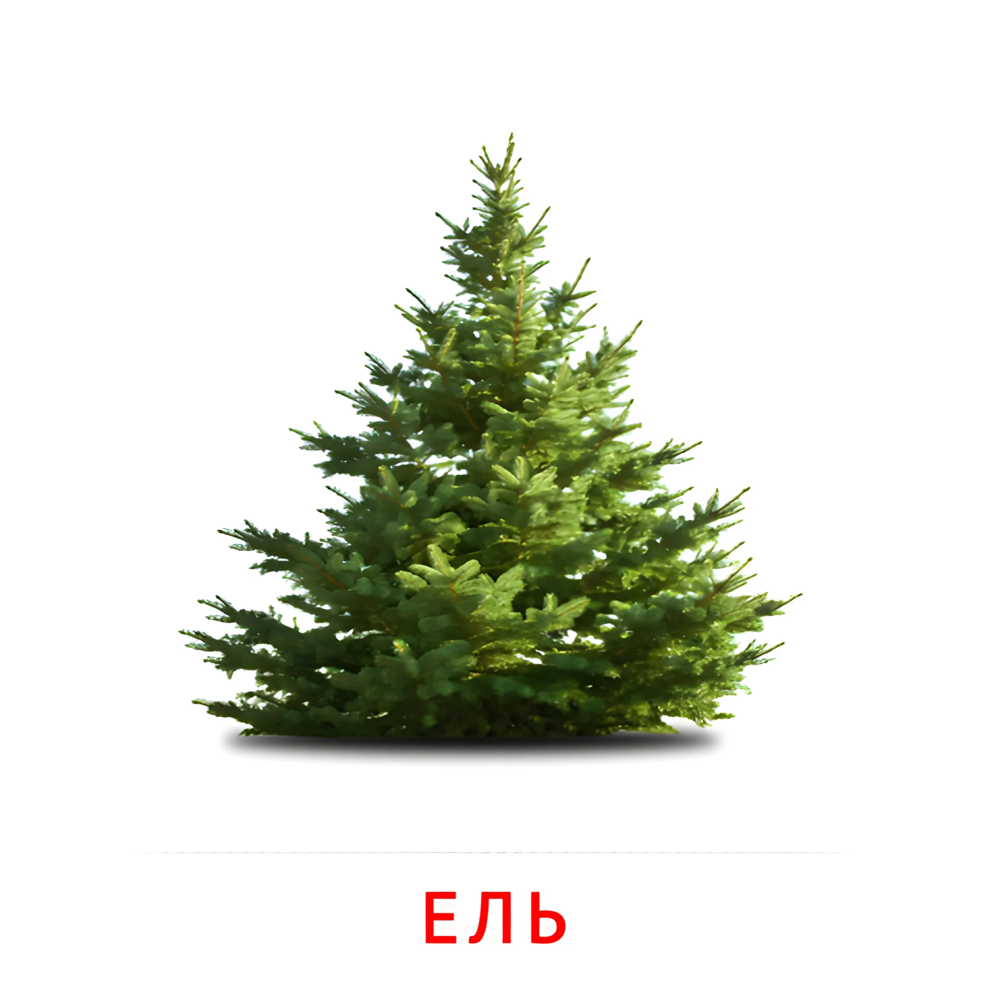 Ель №2124. Карточки Домана на русском языке. Листья и деревья.