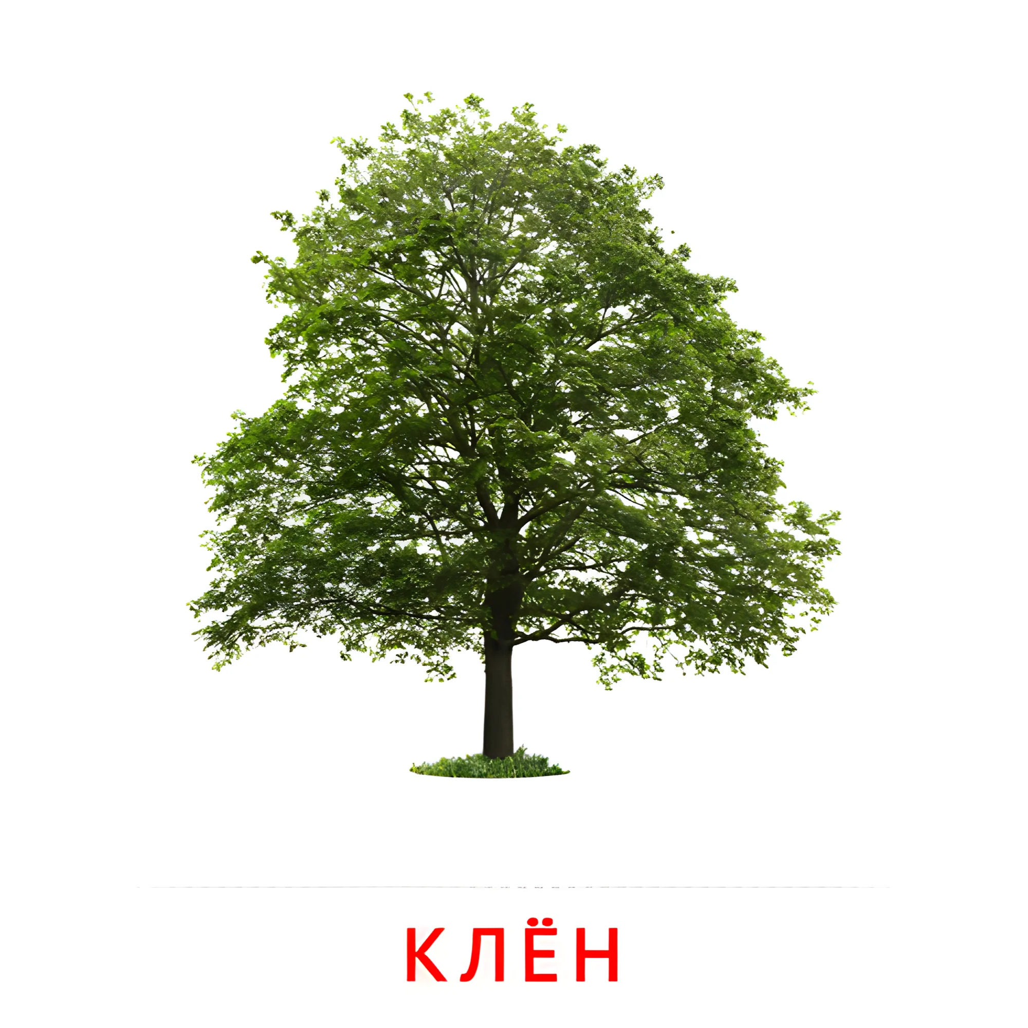 Клён №2126. Карточки Домана на русском языке. Листья и деревья.