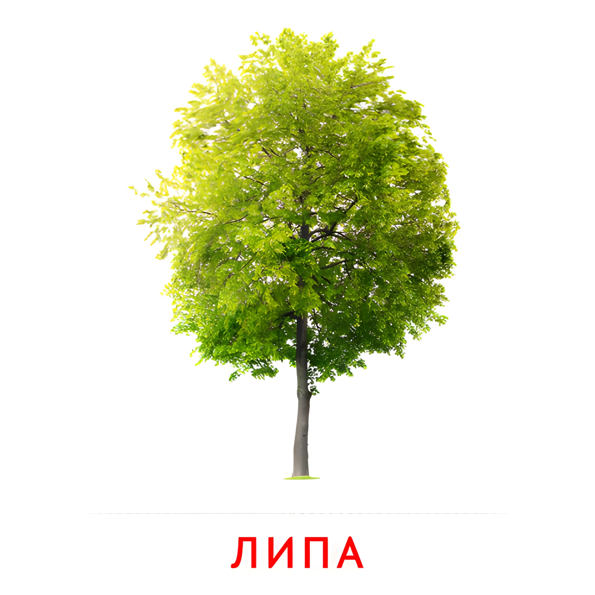 Липа №2138. Карточки Домана на русском языке. Листья и деревья.