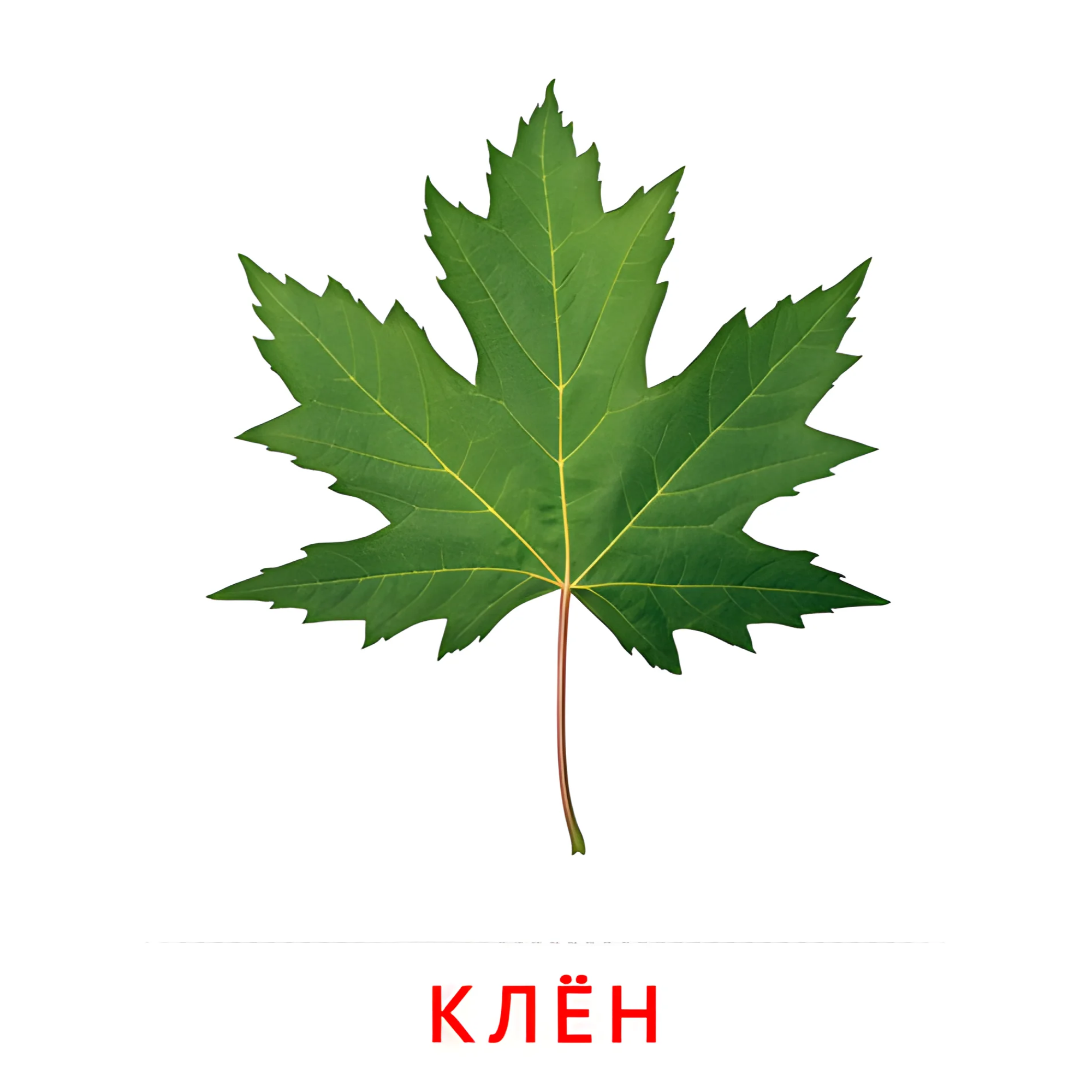 Лист клёна №2132. Карточки Домана на русском языке. Листья и деревья.