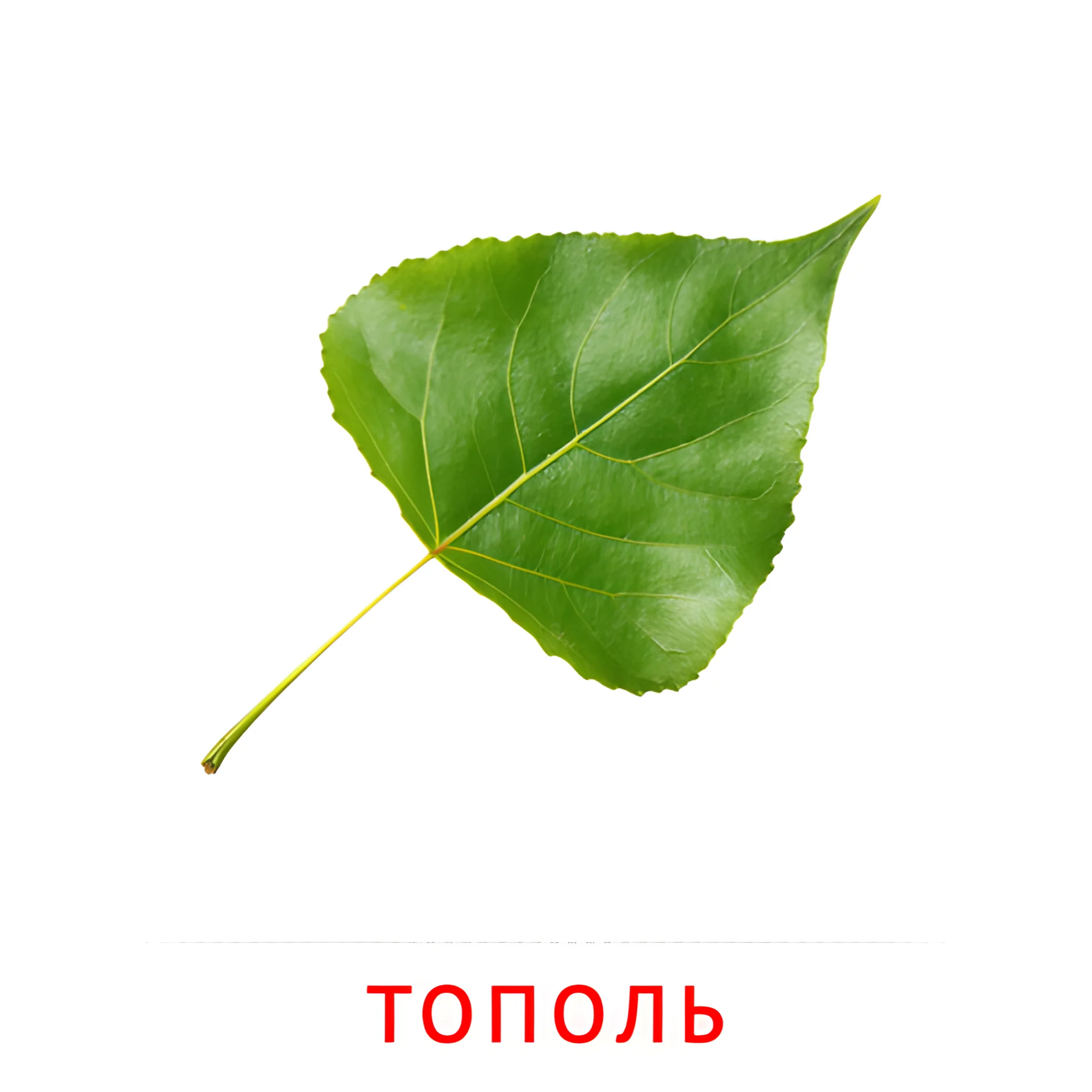 Лист тополя №2141. Карточки Домана на русском языке. Листья и деревья.