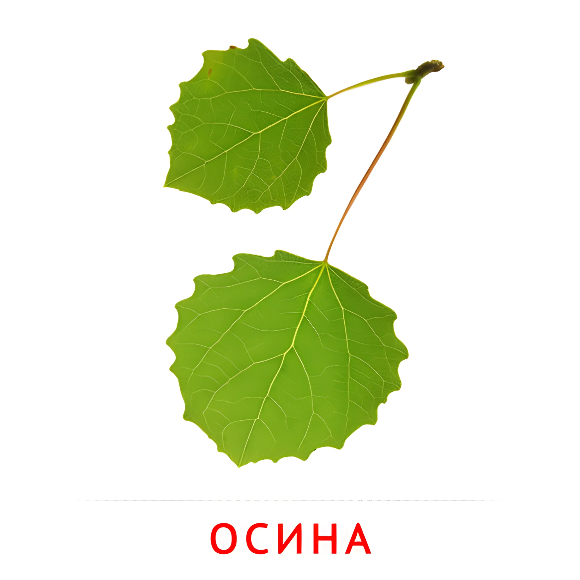 Листья осины №2149. Карточки Домана на русском языке. Листья и деревья.