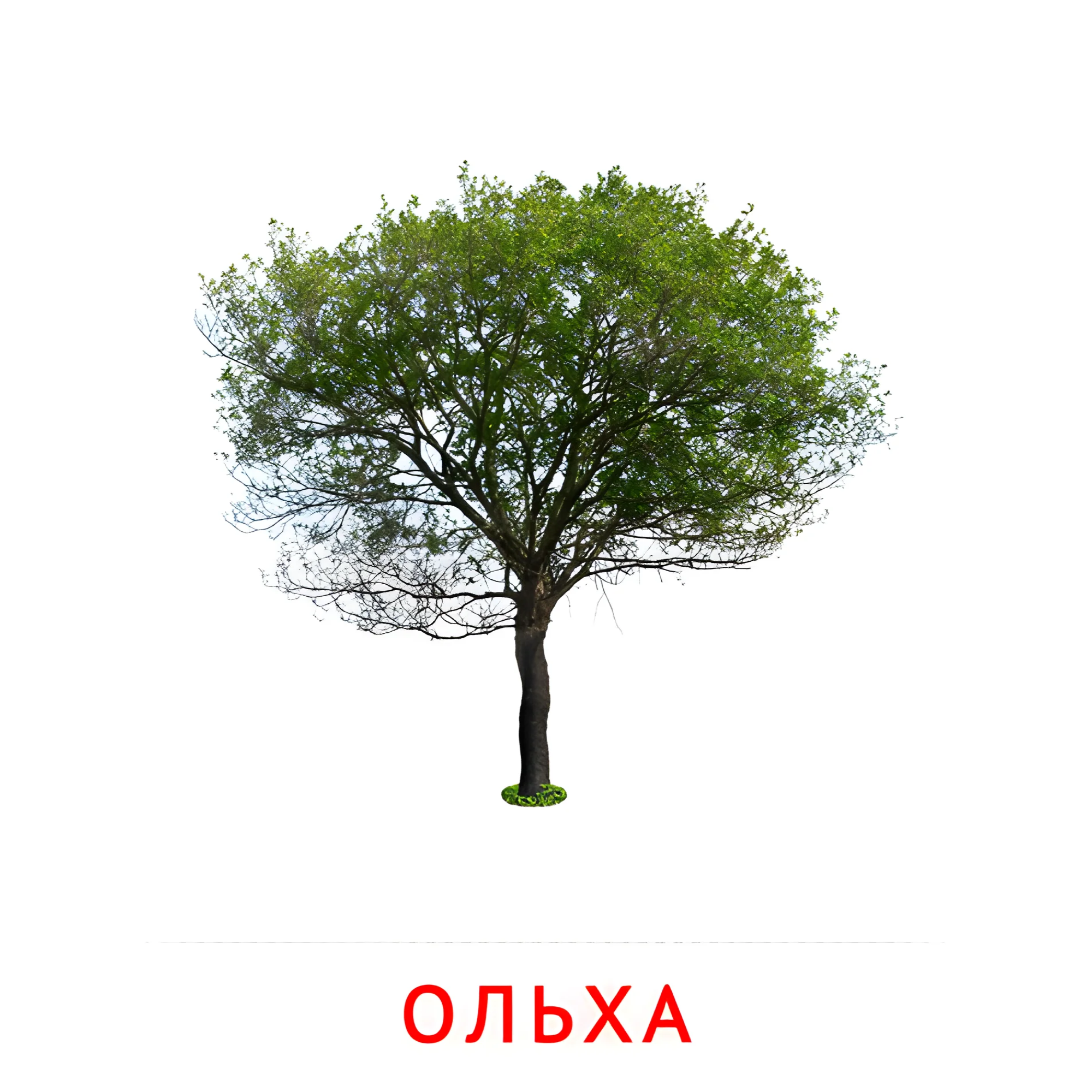 Ольха №2147. Карточки Домана на русском языке. Листья и деревья.
