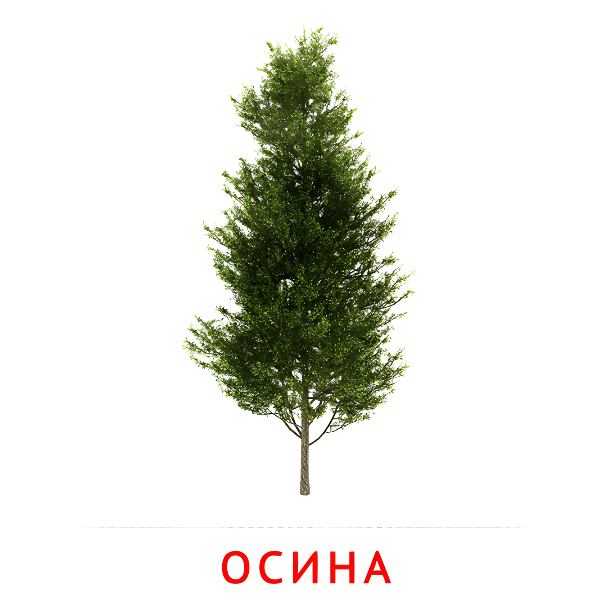 Осина №2143. Карточки Домана на русском языке. Листья и деревья.