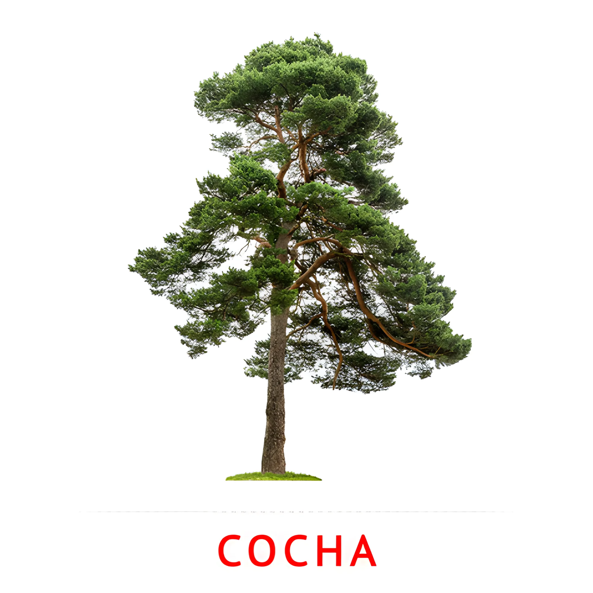 Сосна №2131. Карточки Домана на русском языке. Листья и деревья.