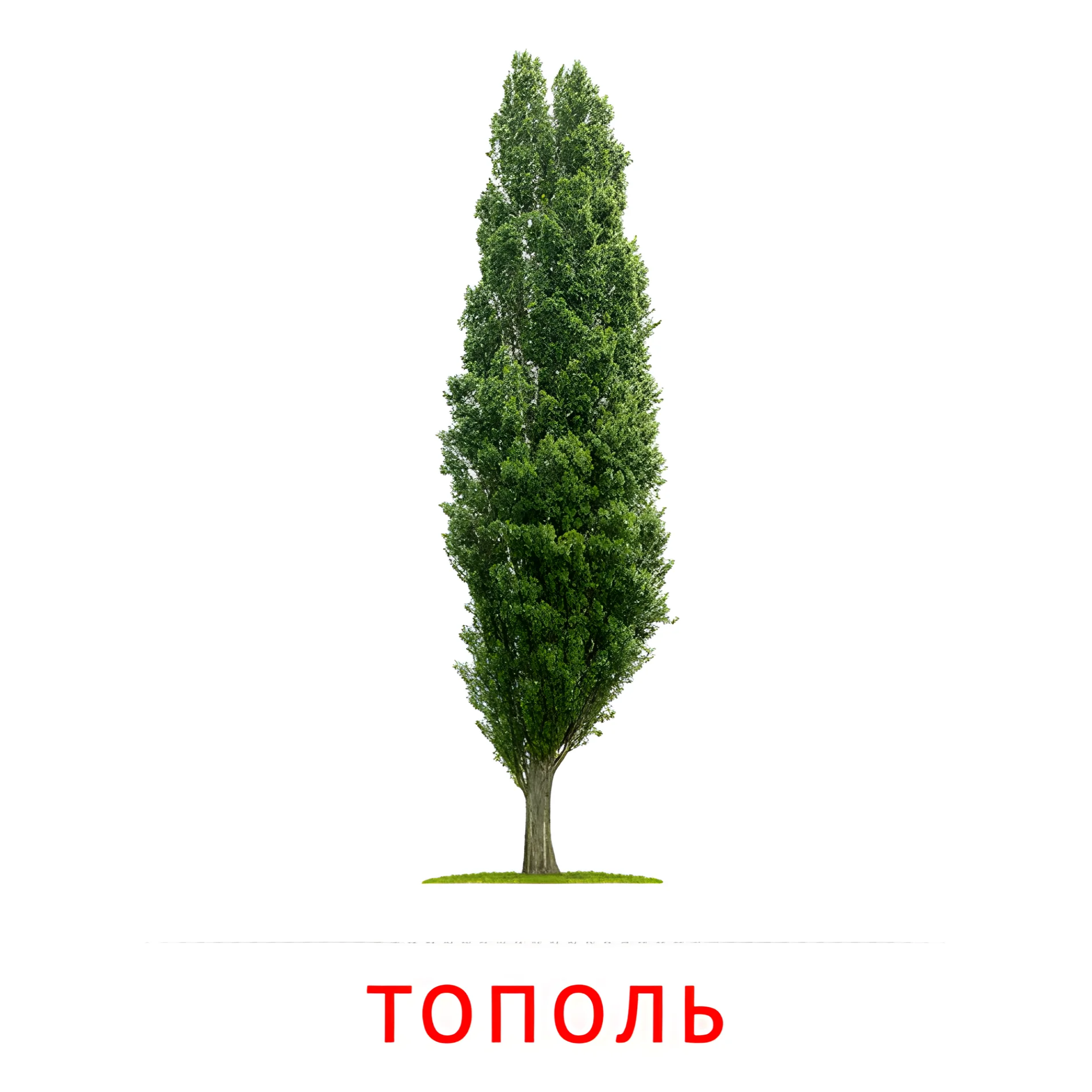 Тополь №2133. Карточки Домана на русском языке. Листья и деревья.