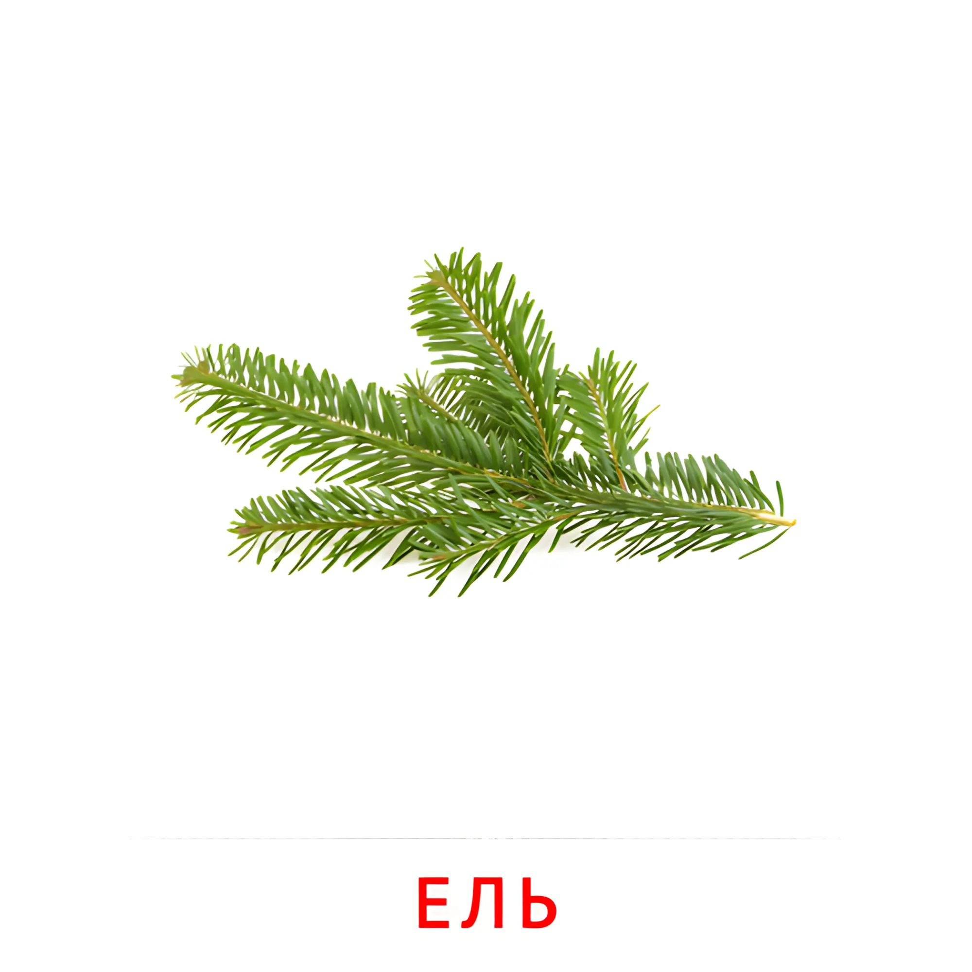Ветка ели №2127. Карточки Домана на русском языке. Листья и деревья.