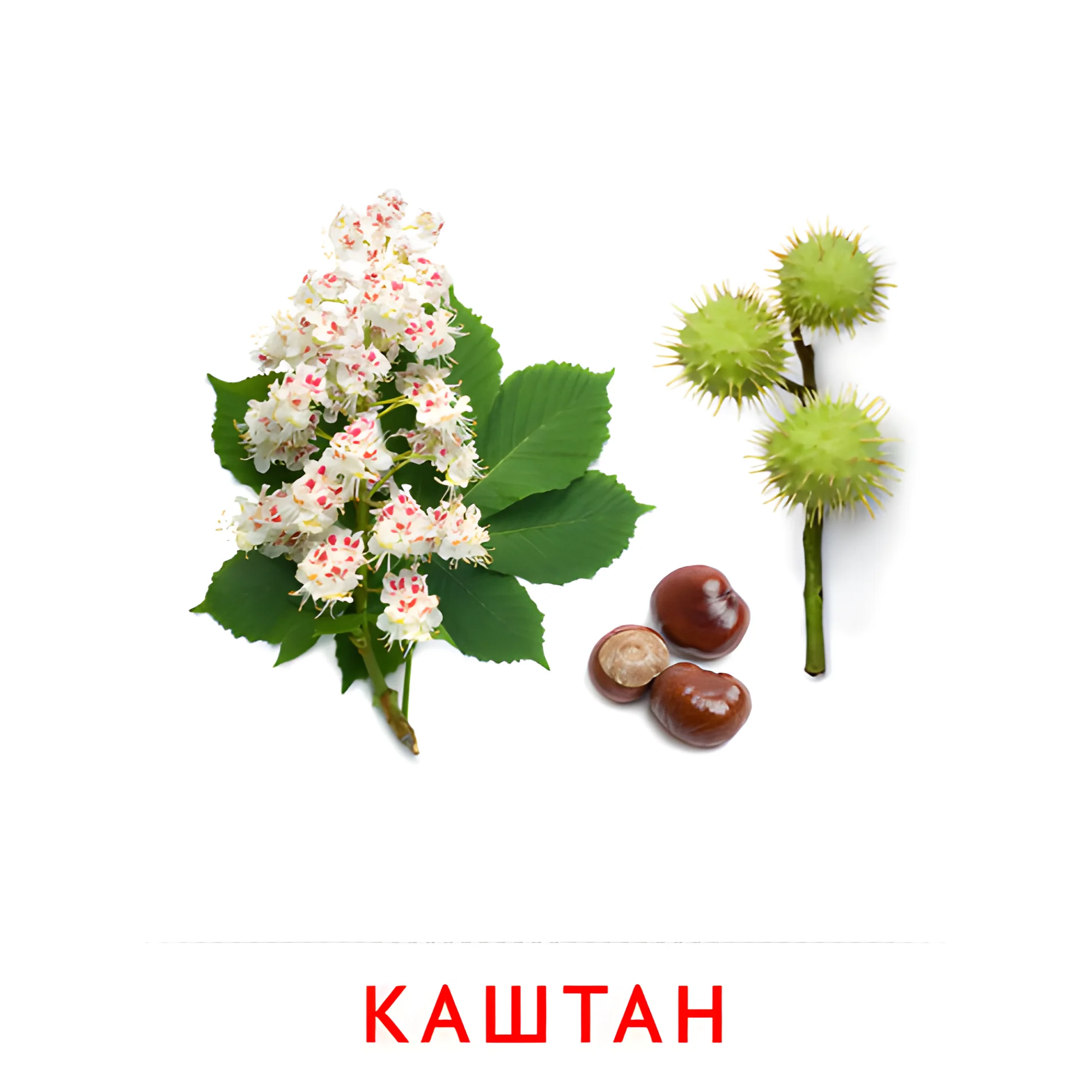 Ветка каштана №2145. Карточки Домана на русском языке. Листья и деревья.