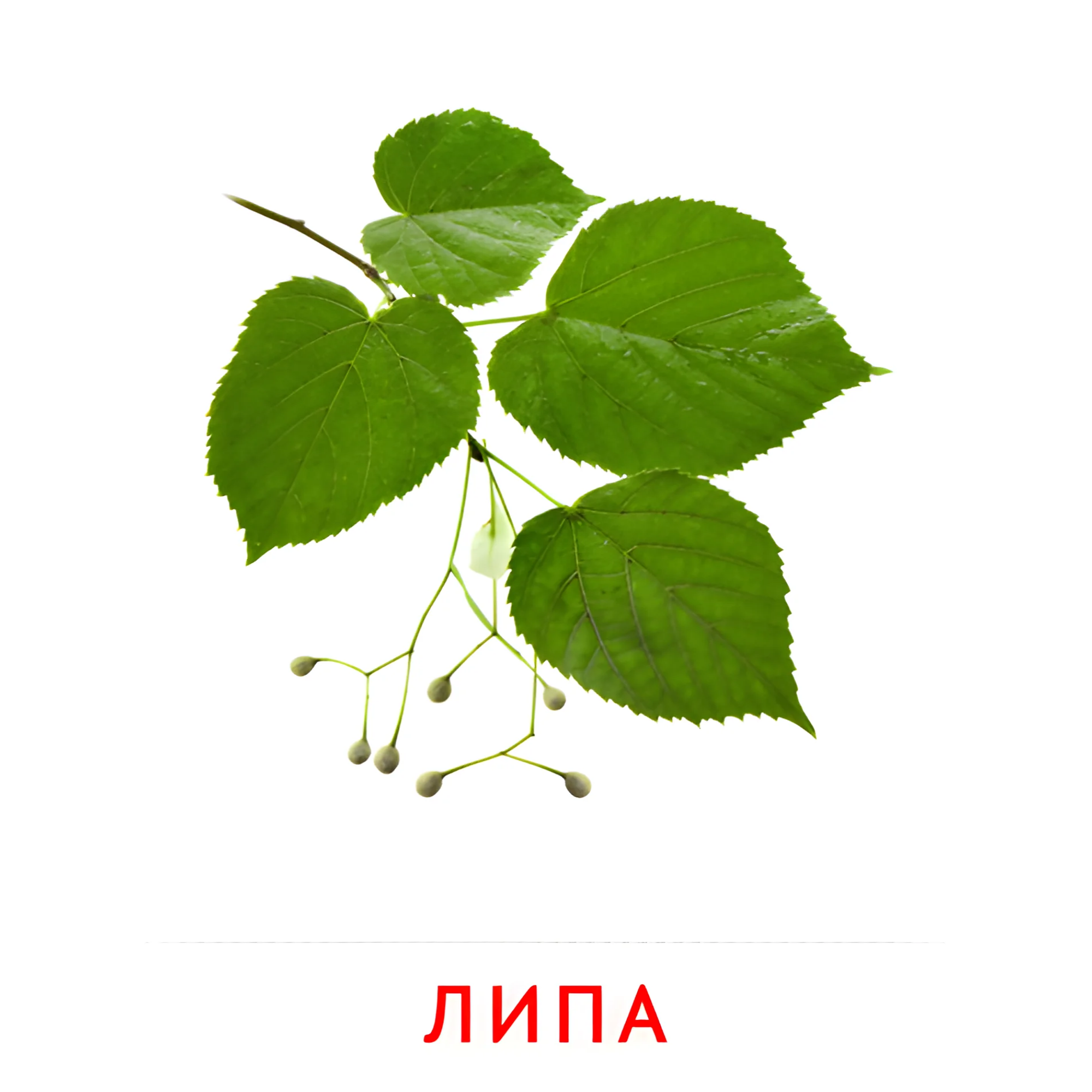 Ветка липы №2146. Карточки Домана на русском языке. Листья и деревья.