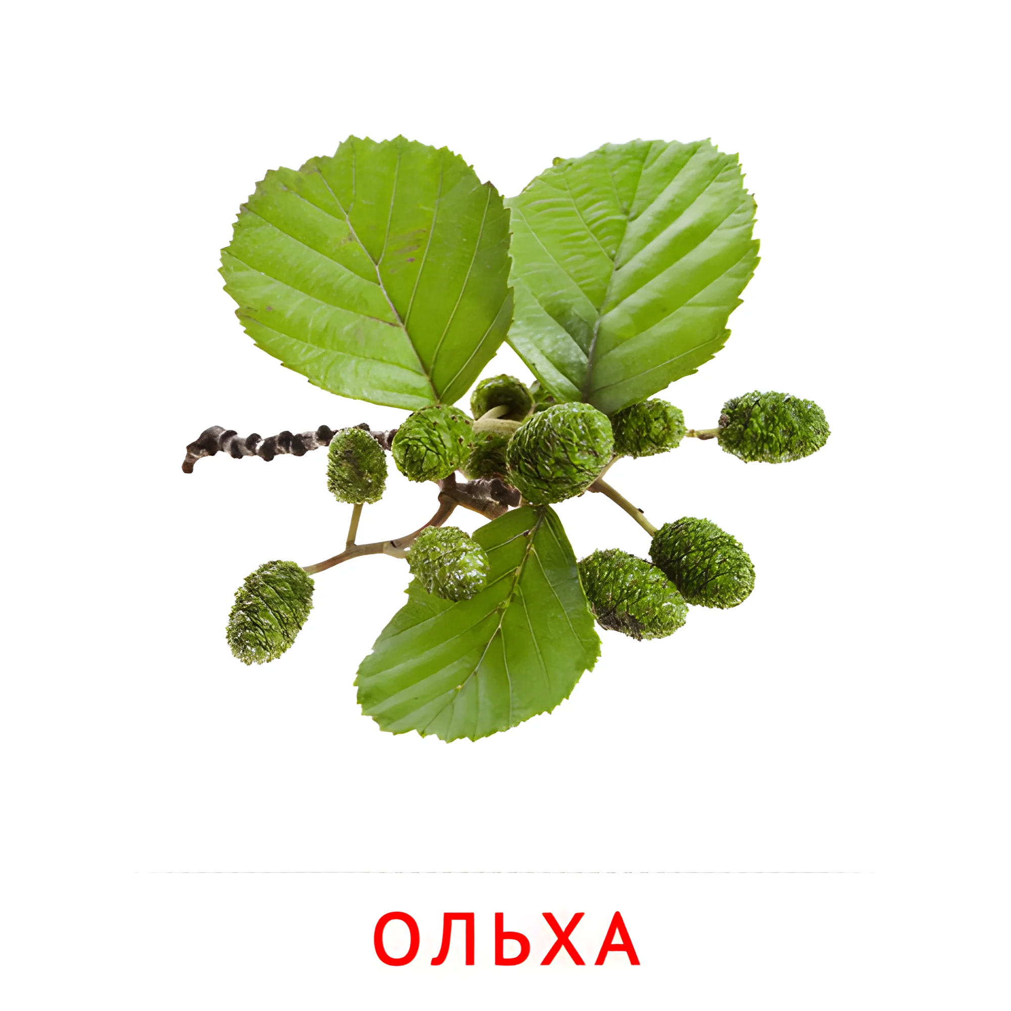 Ветка ольхи №2148. Карточки Домана на русском языке. Листья и деревья.