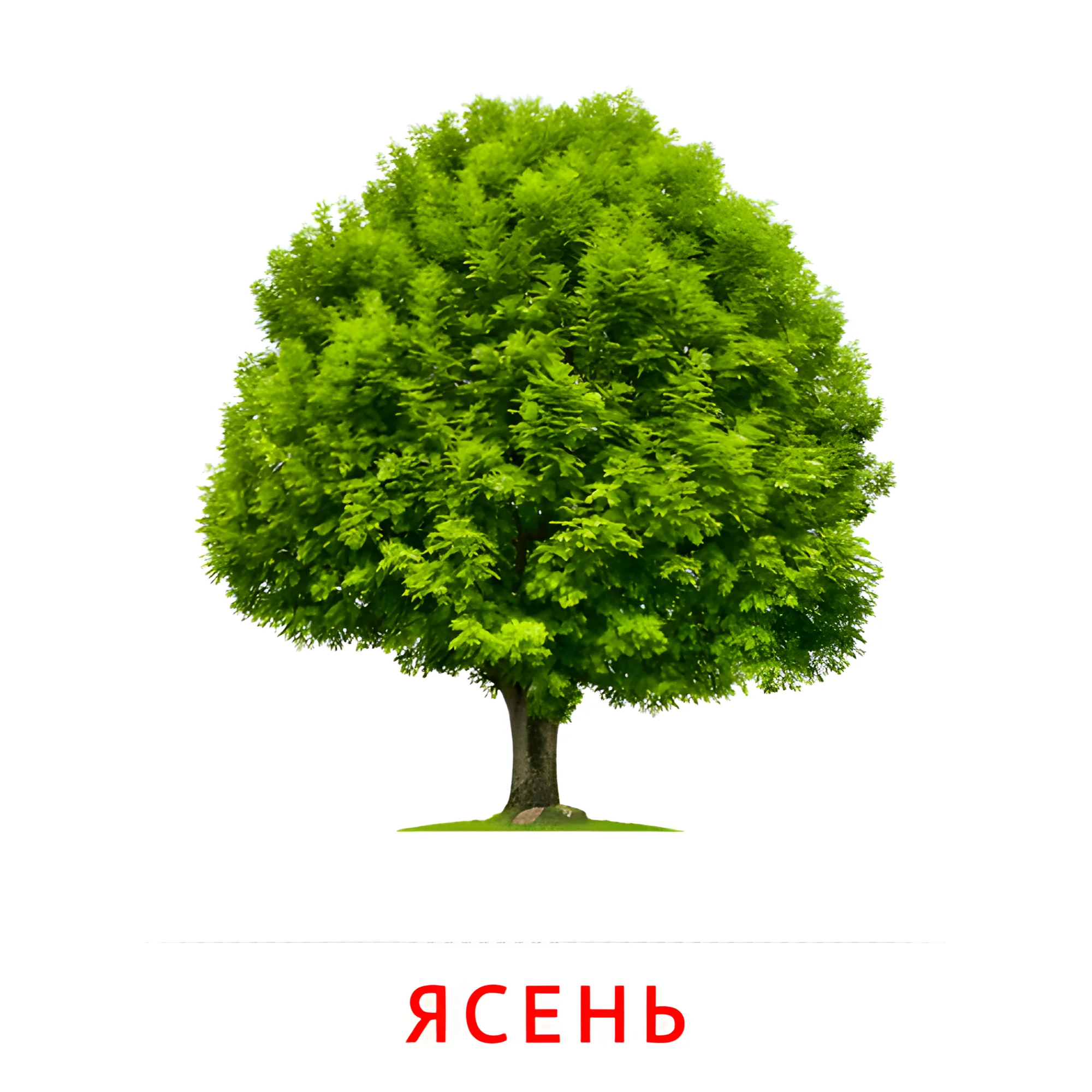 Ясень №2144. Карточки Домана на русском языке. Листья и деревья.