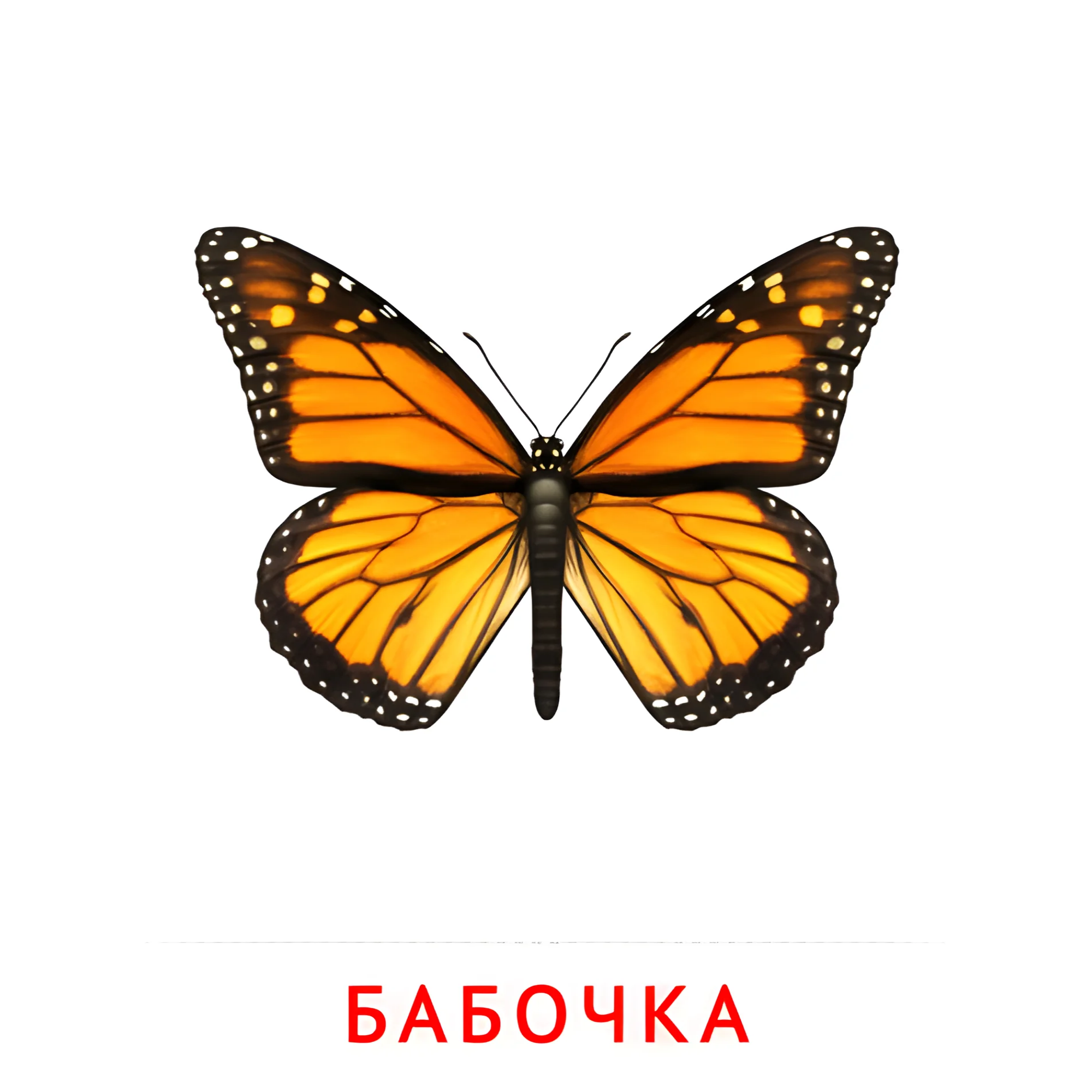 Бабочка №2061. Карточки Домана на русском языке. Насекомые.