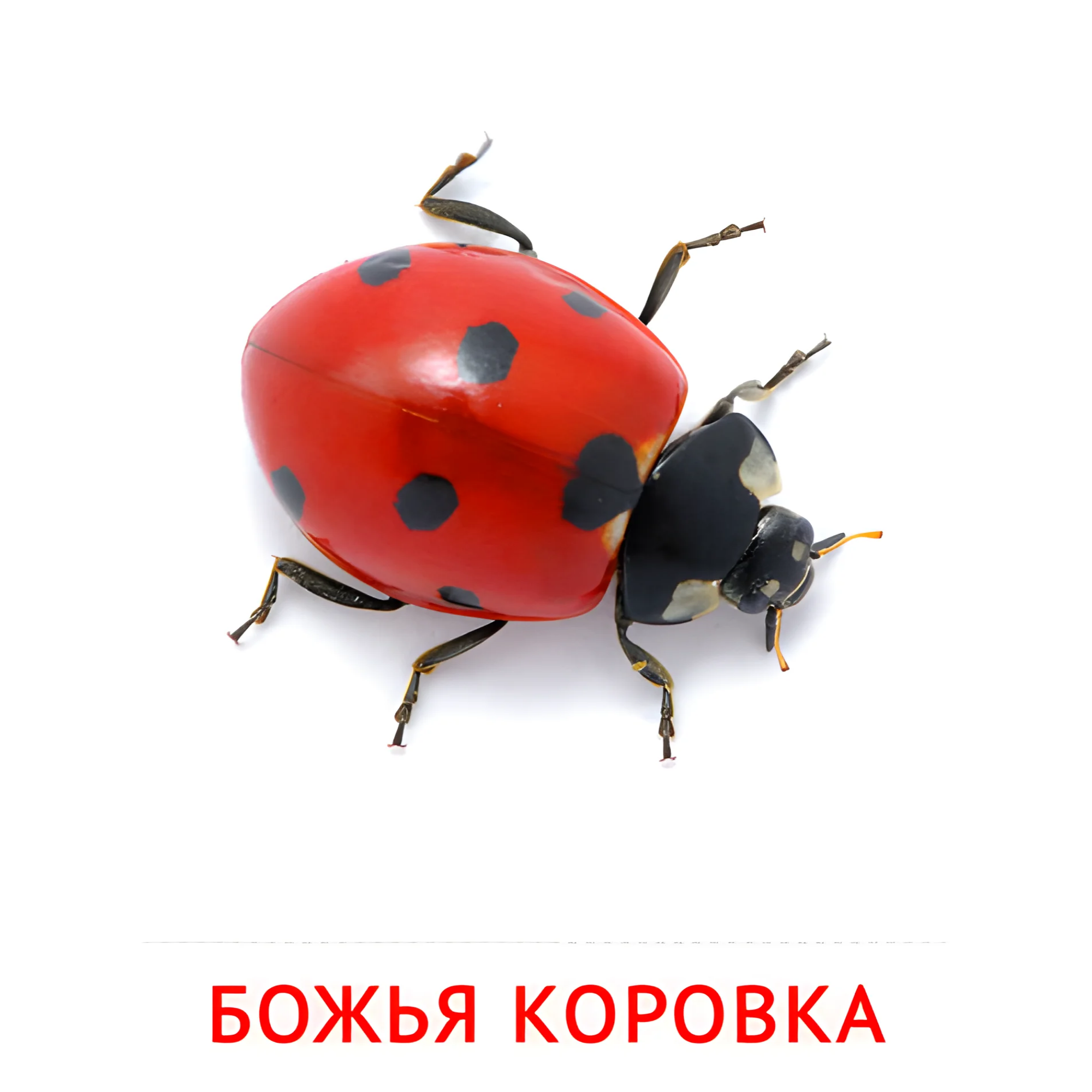 Божья коровка №2063. Карточки Домана на русском языке. Насекомые.