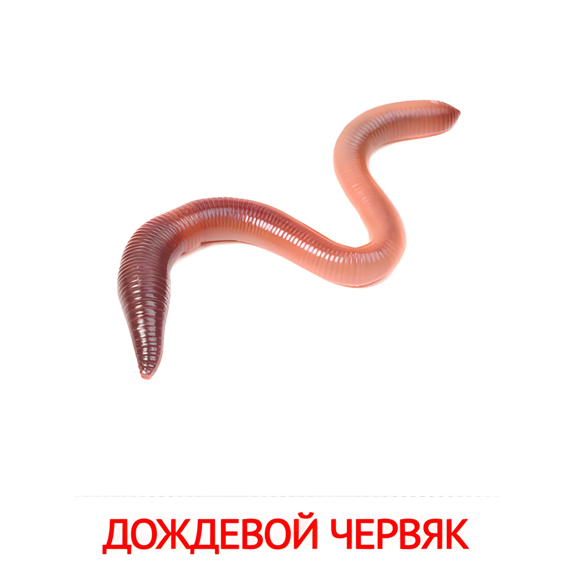 Дождевой червяк №2064. Карточки Домана на русском языке. Насекомые.