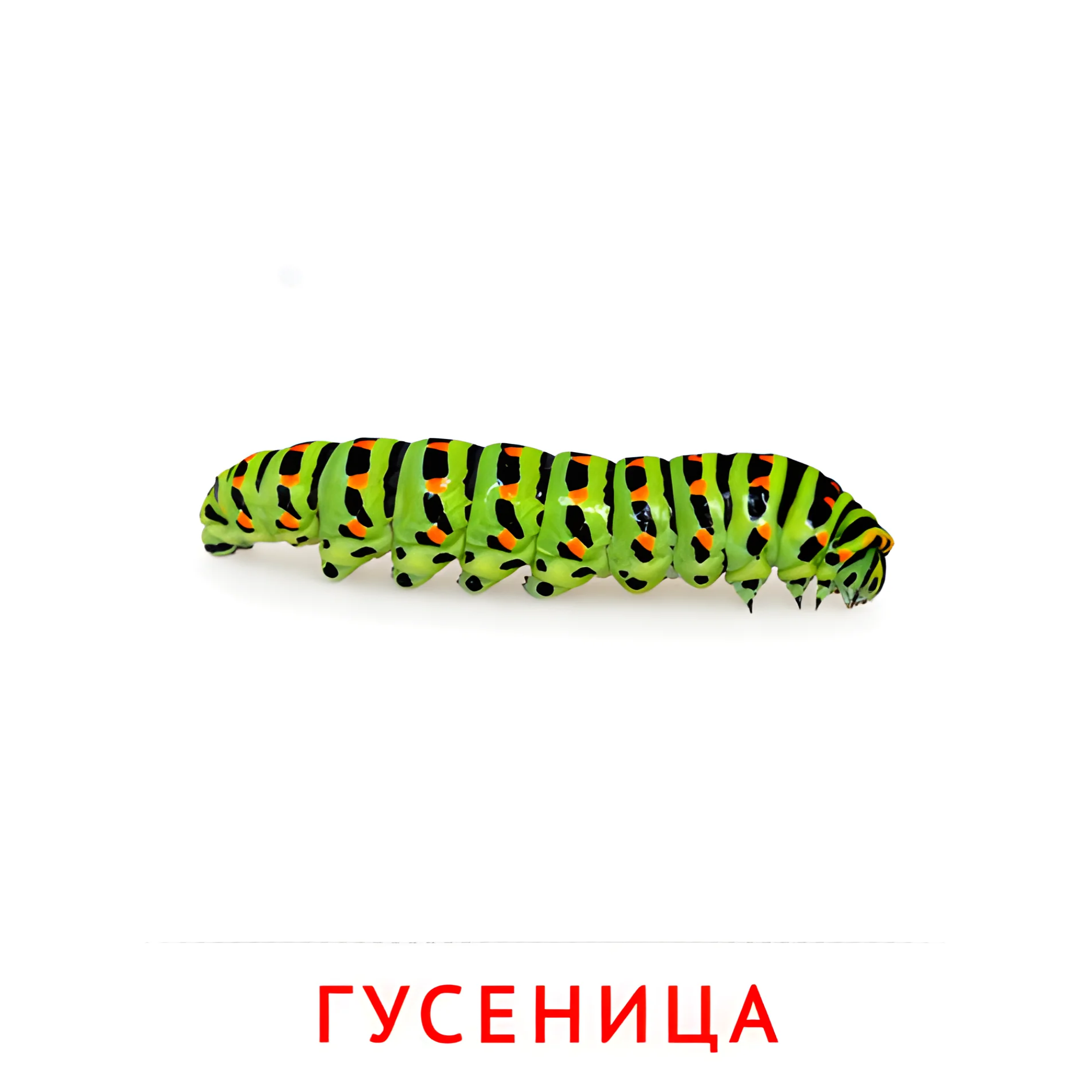 Гусеница №2062. Карточки Домана на русском языке. Насекомые.