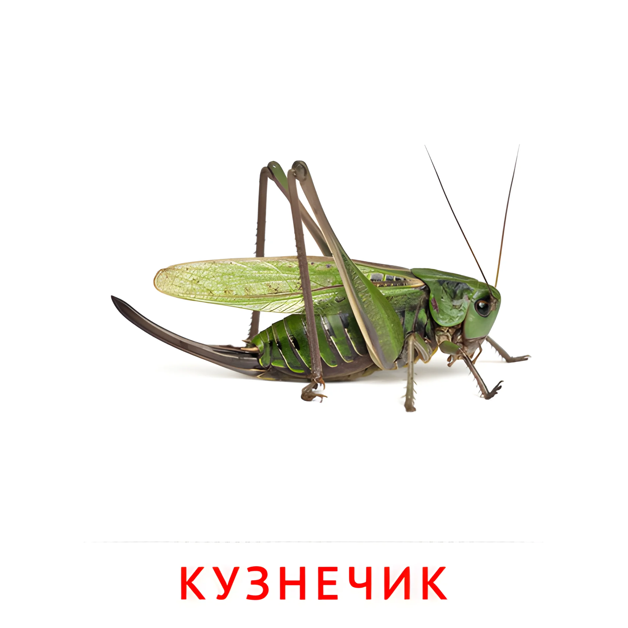 Кузнечик №2069. Карточки Домана на русском языке. Насекомые.