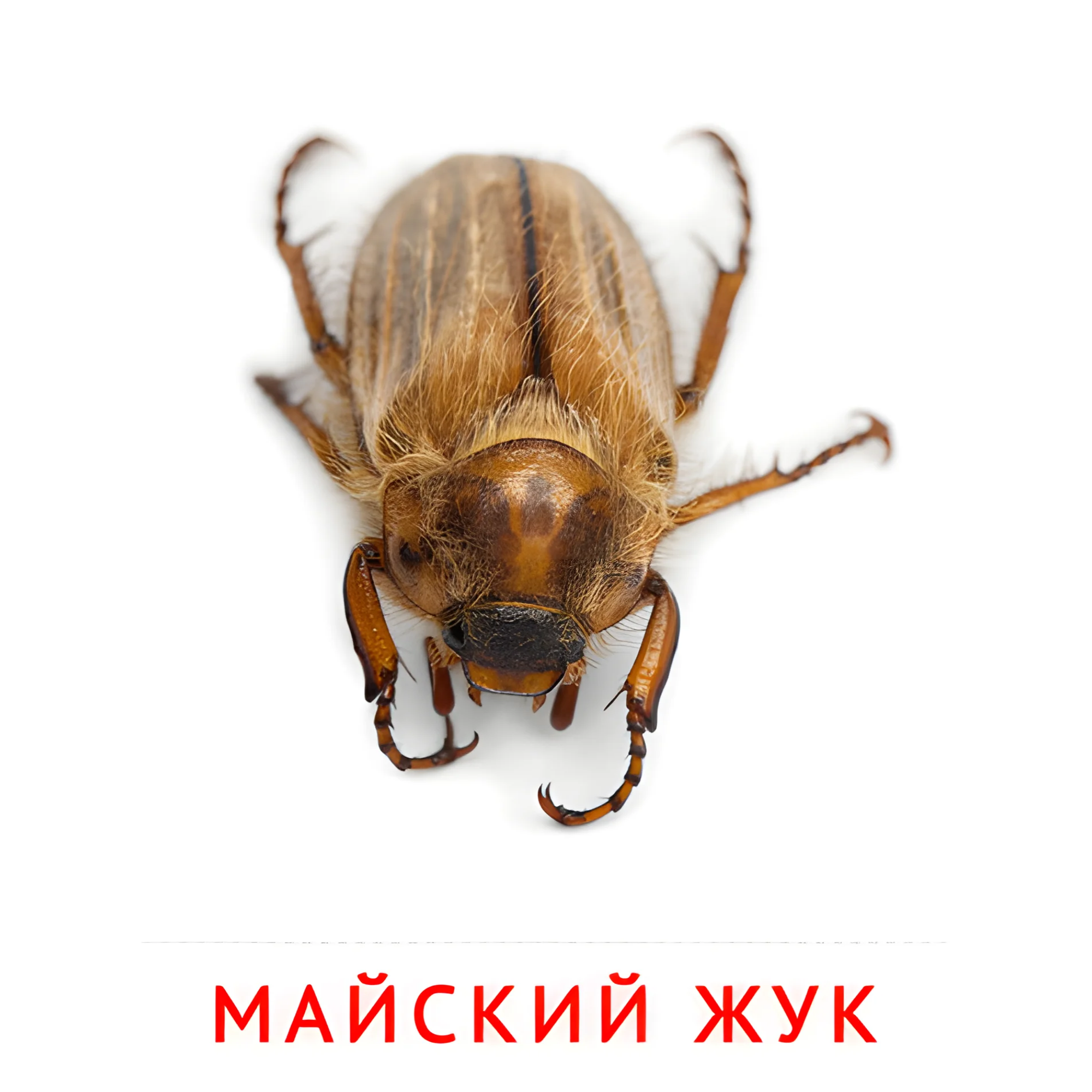 Майский жук №2058. Карточки Домана на русском языке. Насекомые.