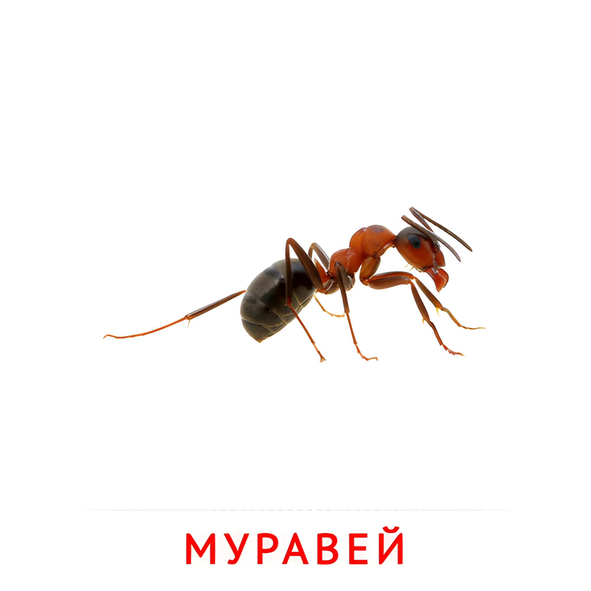 Муравей №2072. Карточки Домана на русском языке. Насекомые.