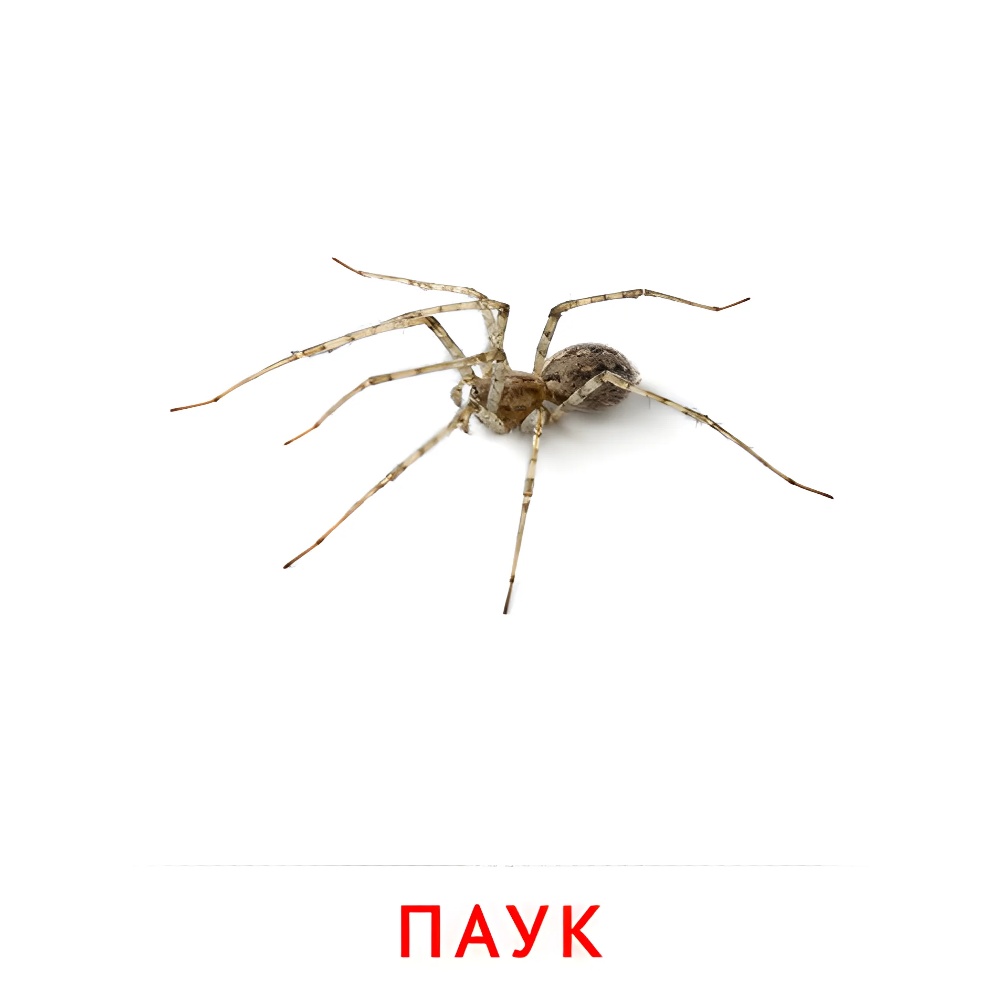 Паук №2068. Карточки Домана на русском языке. Насекомые.