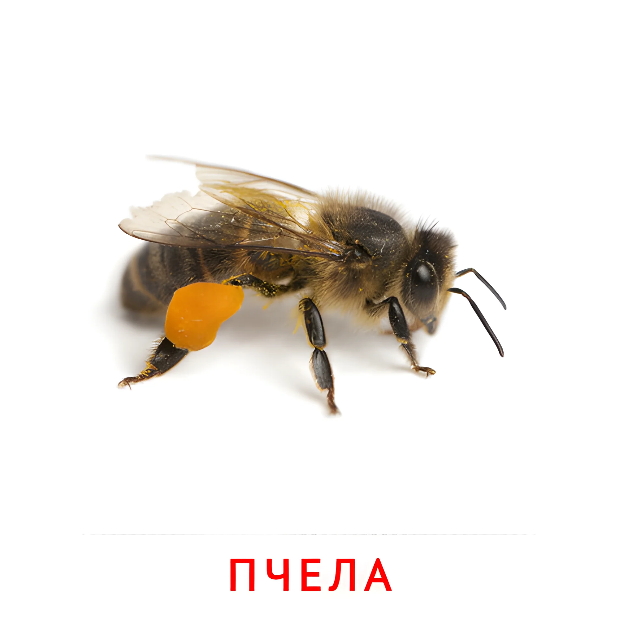 Пчела №2070. Карточки Домана на русском языке. Насекомые.