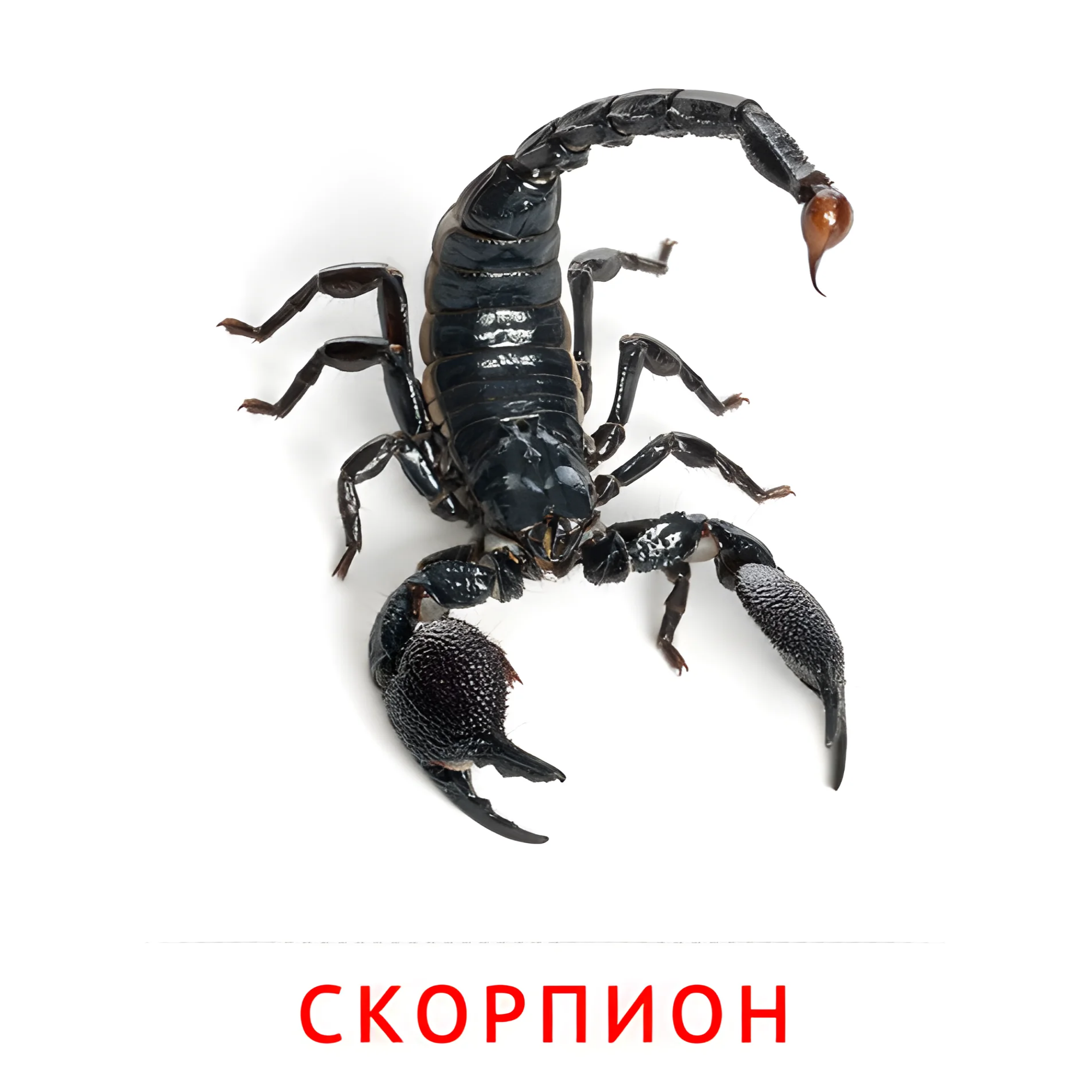 Скорпион №2075. Карточки Домана на русском языке. Насекомые.