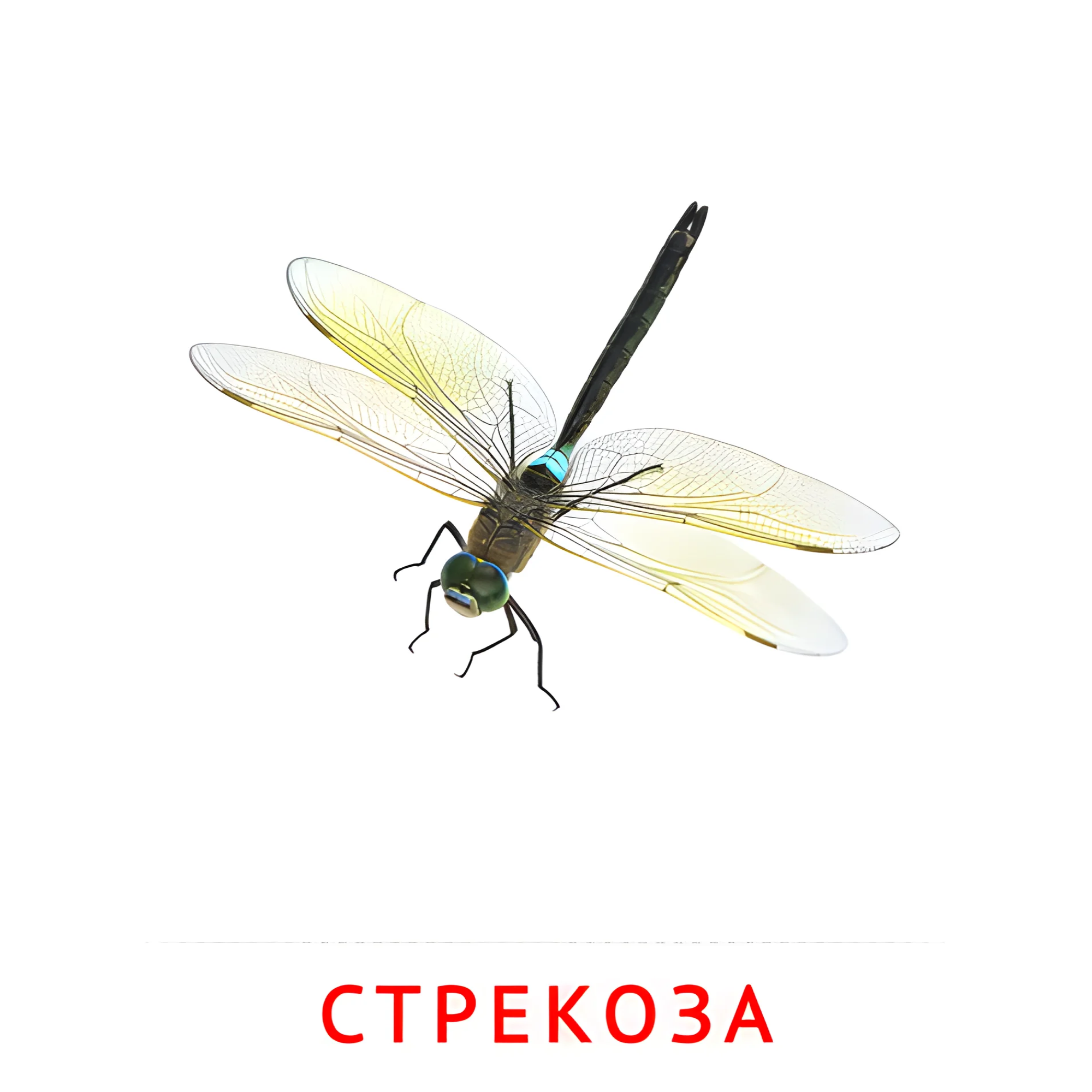 Стрекоза №2059. Карточки Домана на русском языке. Насекомые.