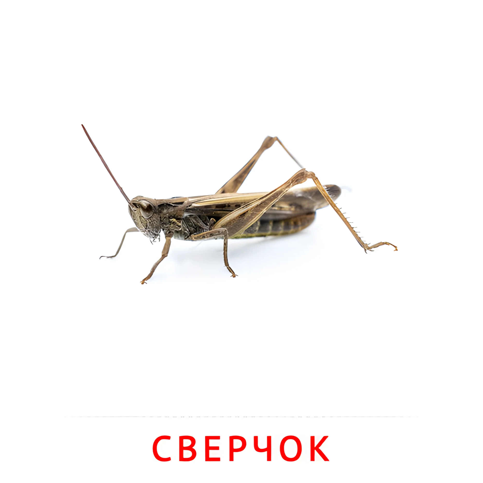 Сверчок №2073. Карточки Домана на русском языке. Насекомые.
