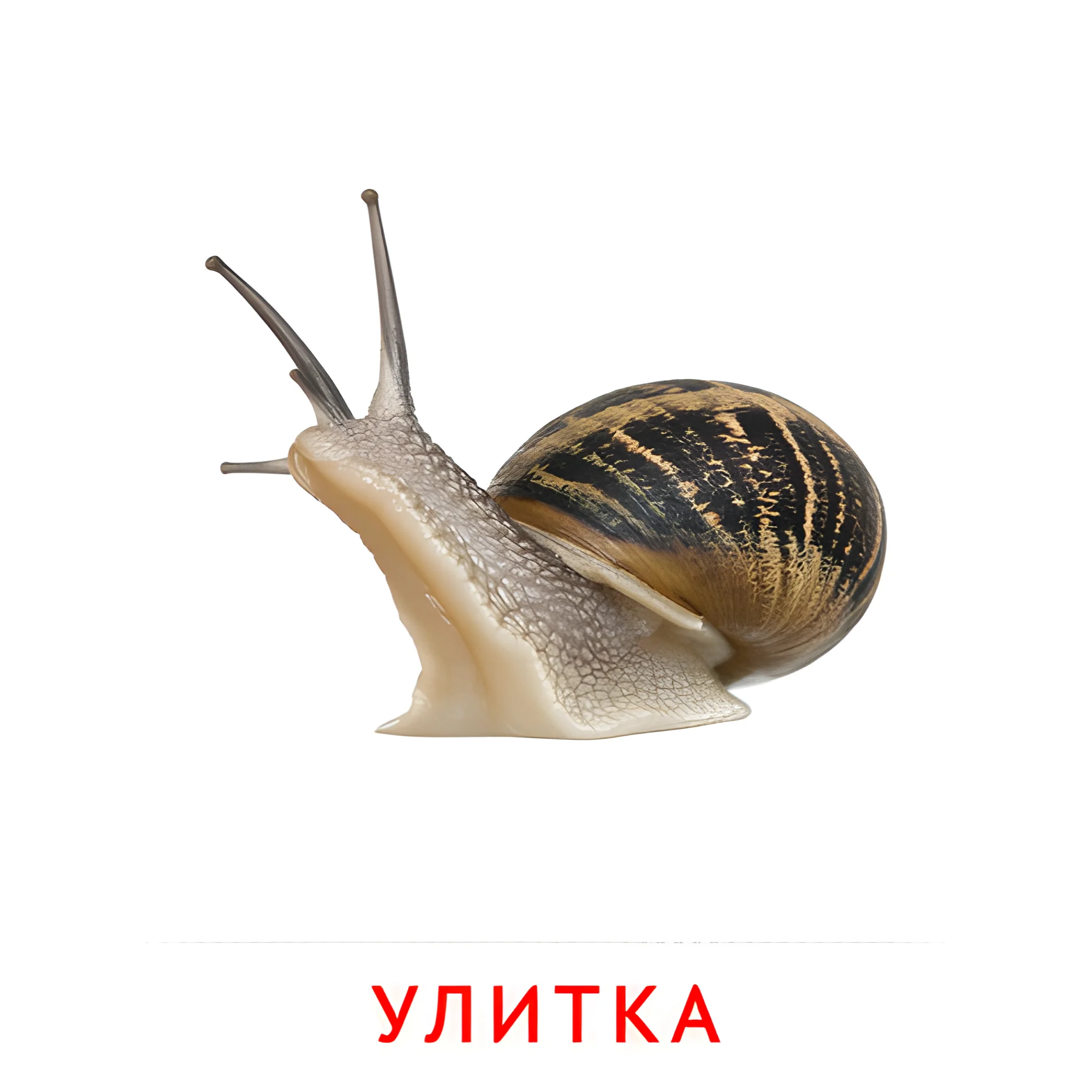 Улитка №2071. Карточки Домана на русском языке. Насекомые.