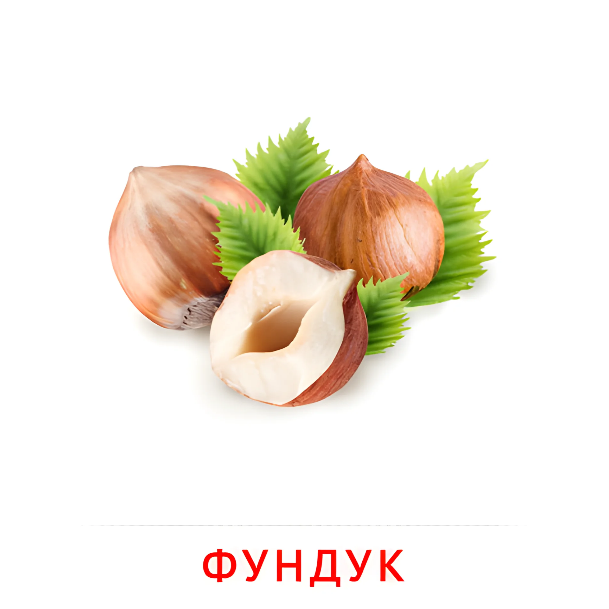 Фундук №2340. Карточки Домана на русском языке. Орехи и сухофрукты.