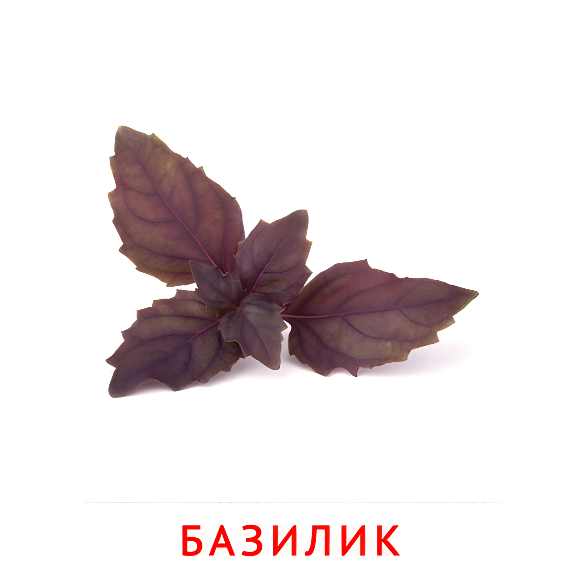 Базилик №2308. Карточки Домана на русском языке. Овощи и травы.