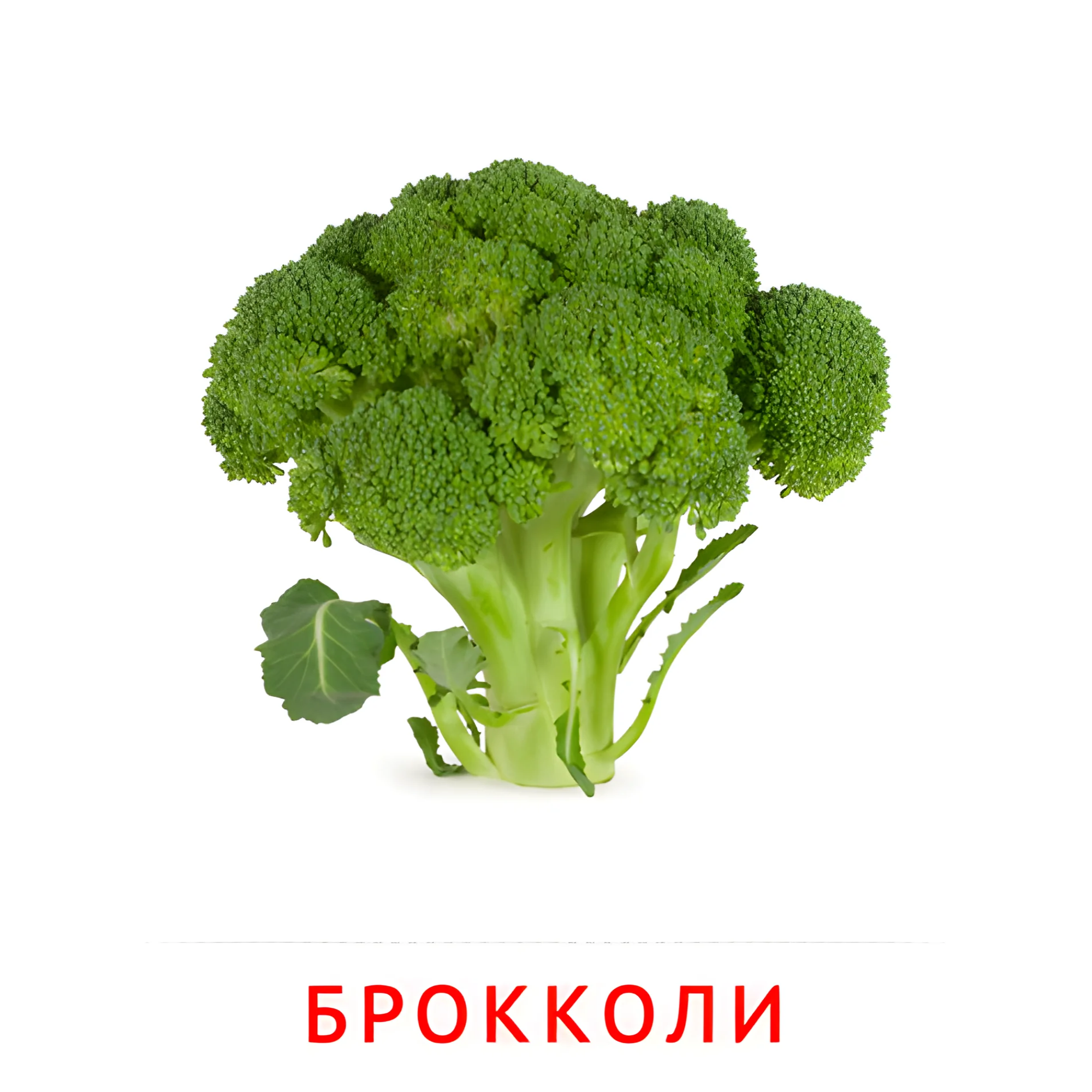 Брокколи №2310. Карточки Домана на русском языке. Овощи и травы.