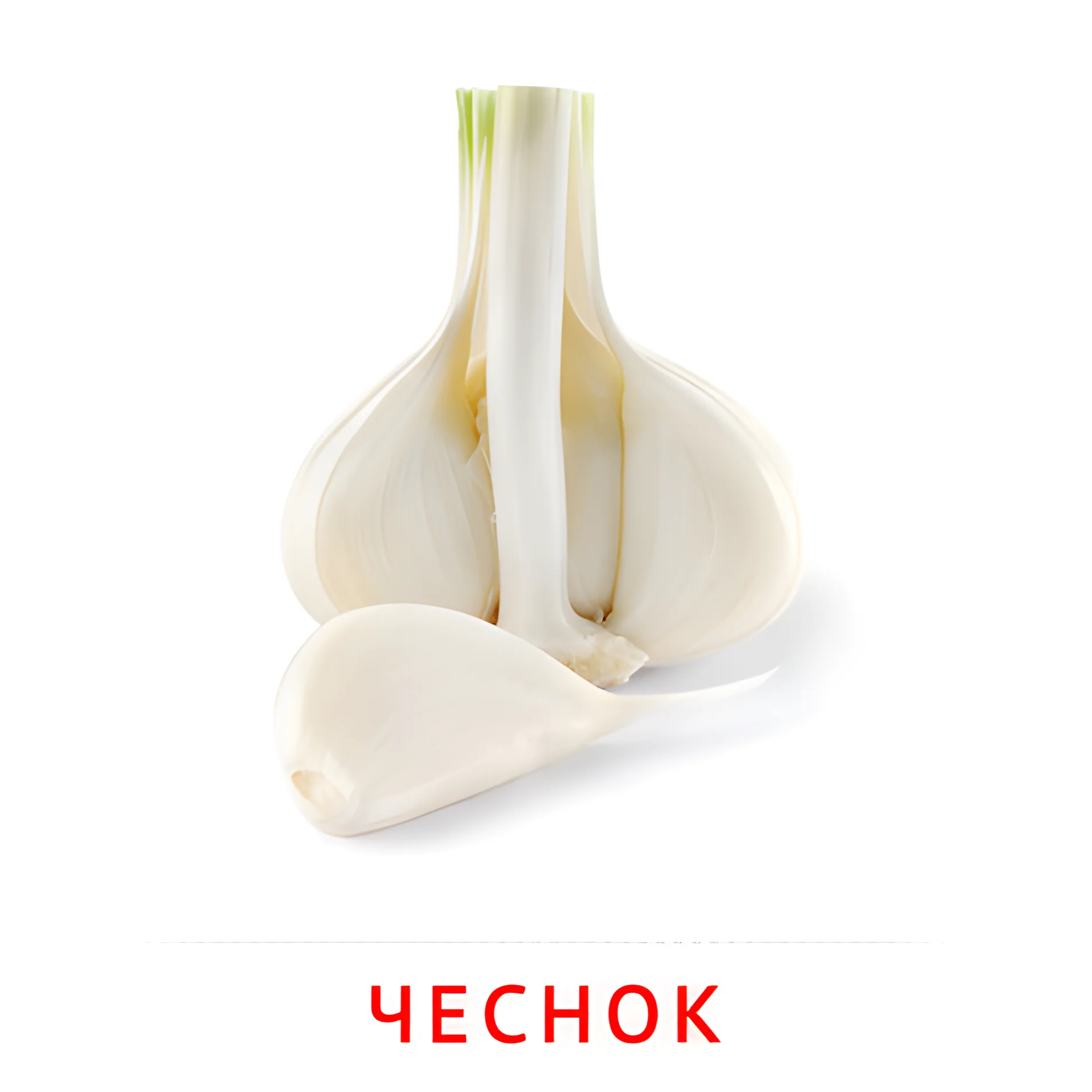 Чеснок №2323. Карточки Домана на русском языке. Овощи и травы.