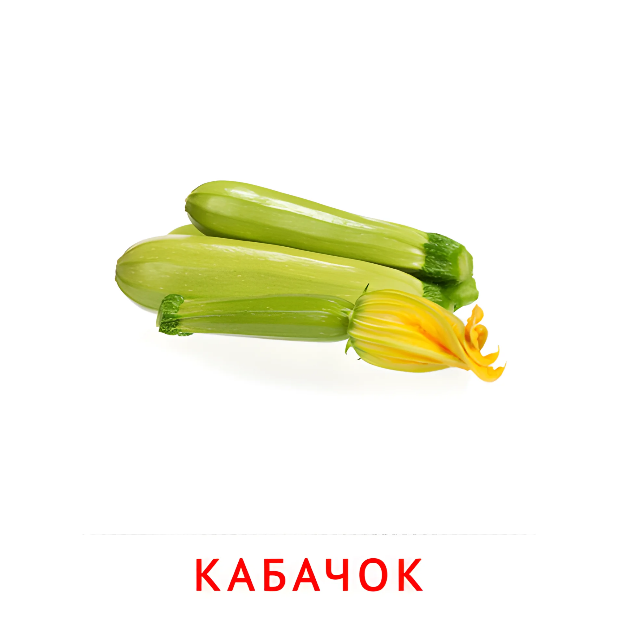 Кабачок №2295. Карточки Домана на русском языке. Овощи и травы.