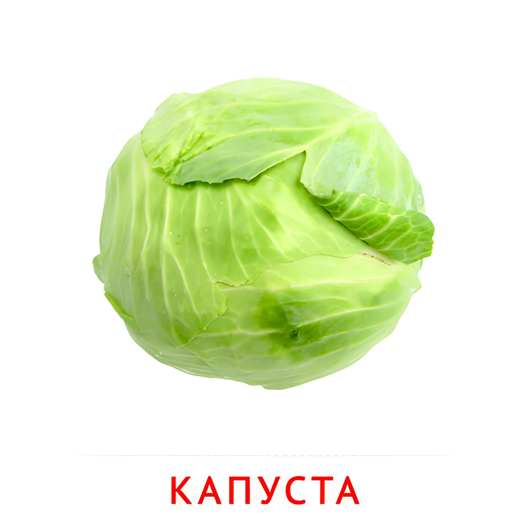 Капуста №2296. Карточки Домана на русском языке. Овощи и травы.