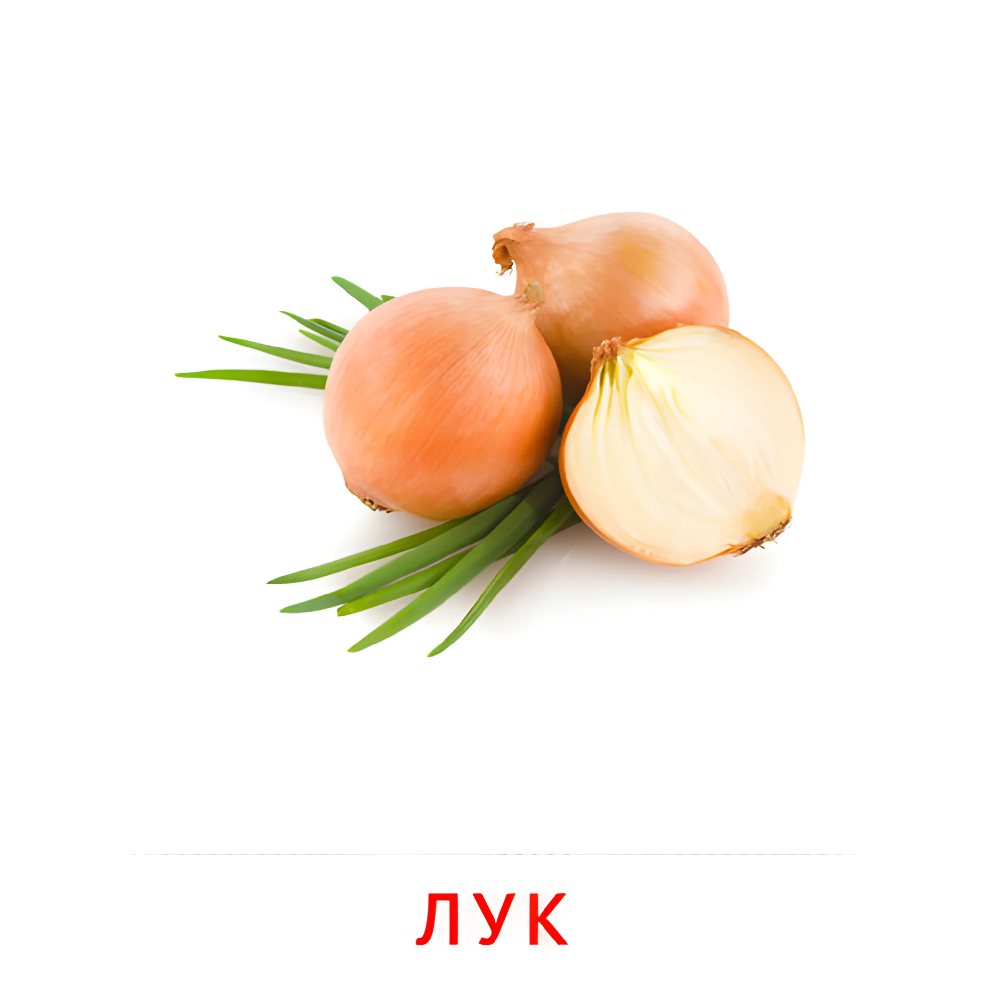Лук №2297. Карточки Домана на русском языке. Овощи и травы.