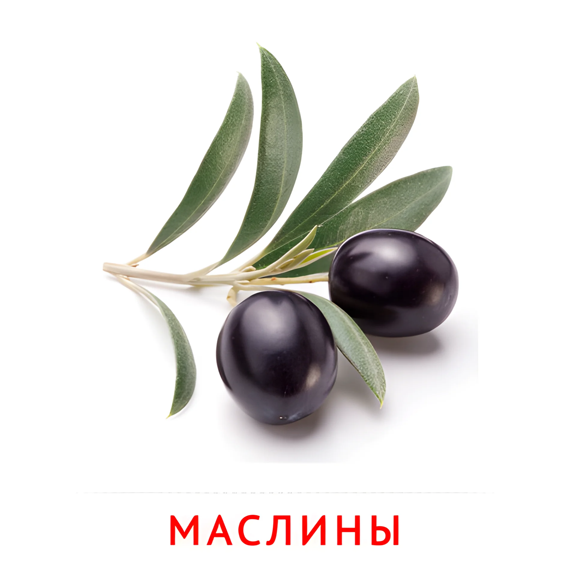 Маслины №2311. Карточки Домана на русском языке. Овощи и травы.