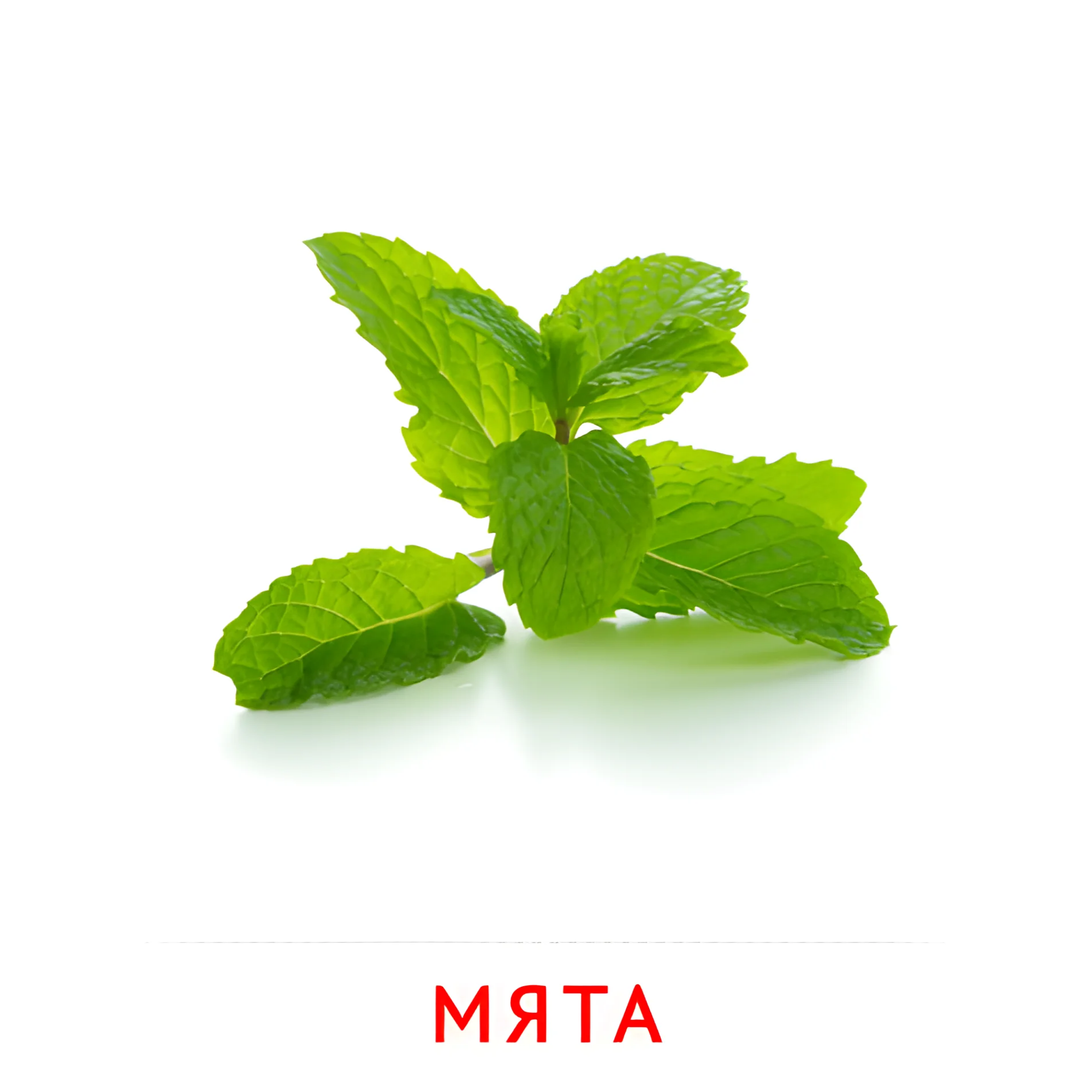 Мята №2313. Карточки Домана на русском языке. Овощи и травы.