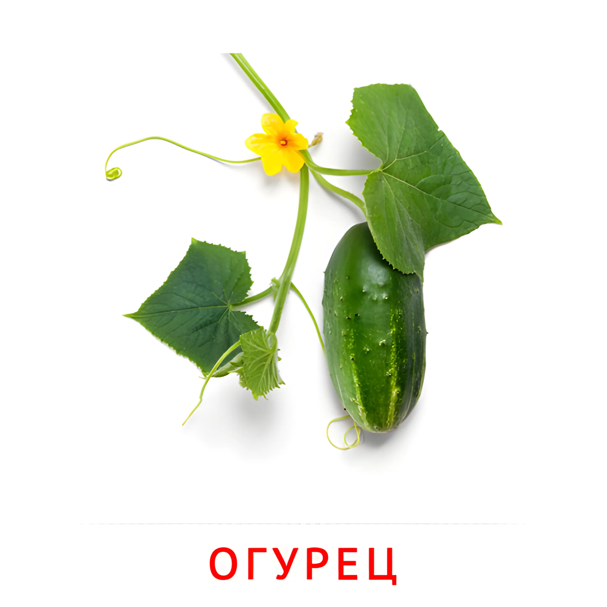 Огурец №2301. Карточки Домана на русском языке. Овощи и травы.