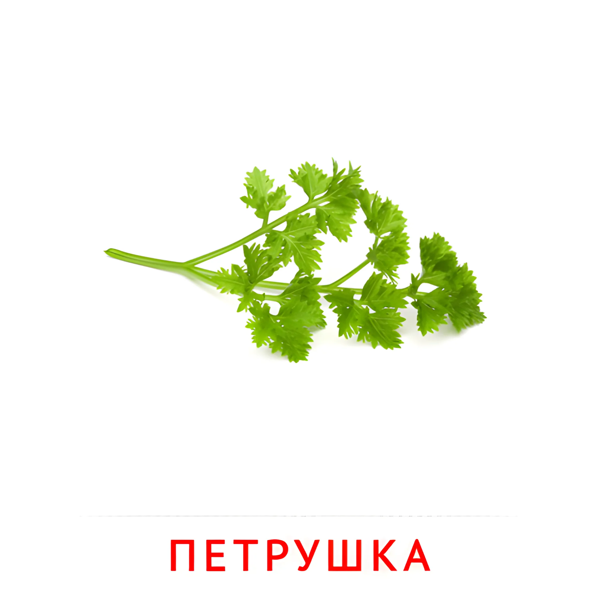 Петрушка №2302. Карточки Домана на русском языке. Овощи и травы.