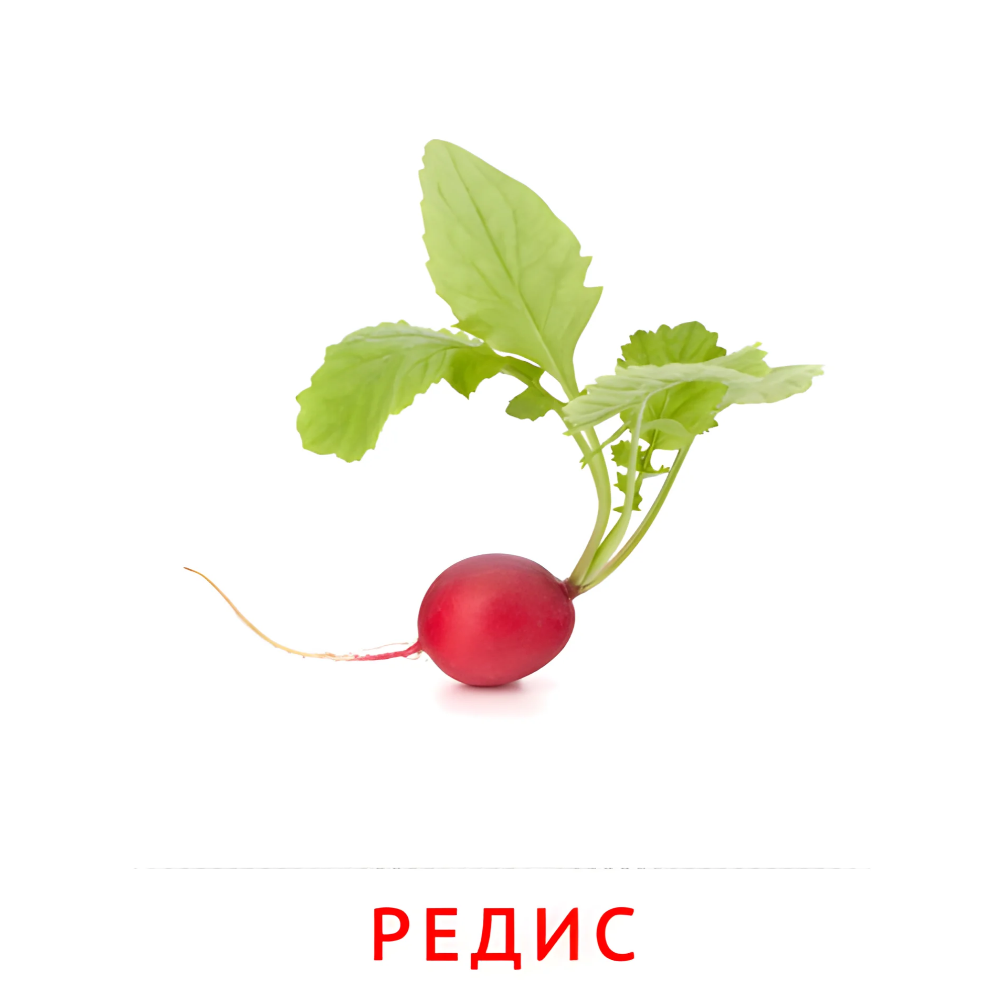 Редис №2316. Карточки Домана на русском языке. Овощи и травы.
