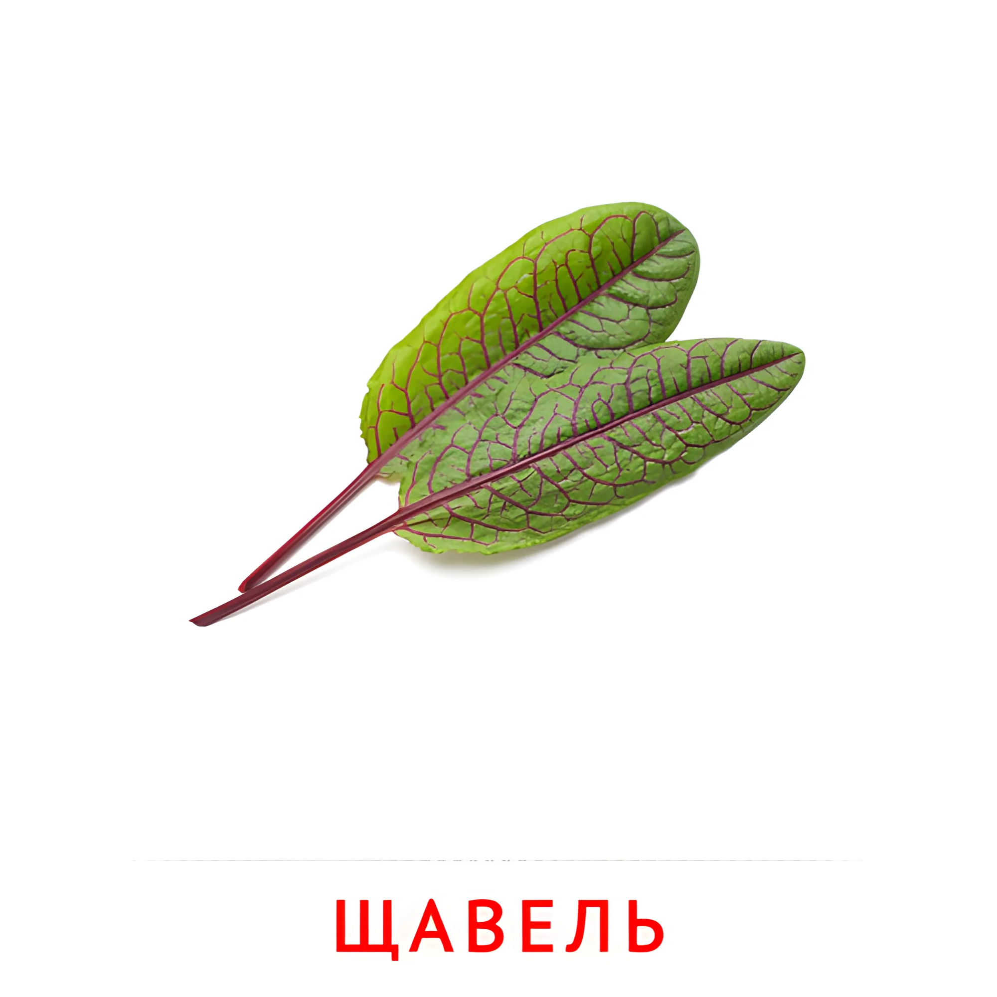 Щавель №2325. Карточки Домана на русском языке. Овощи и травы.