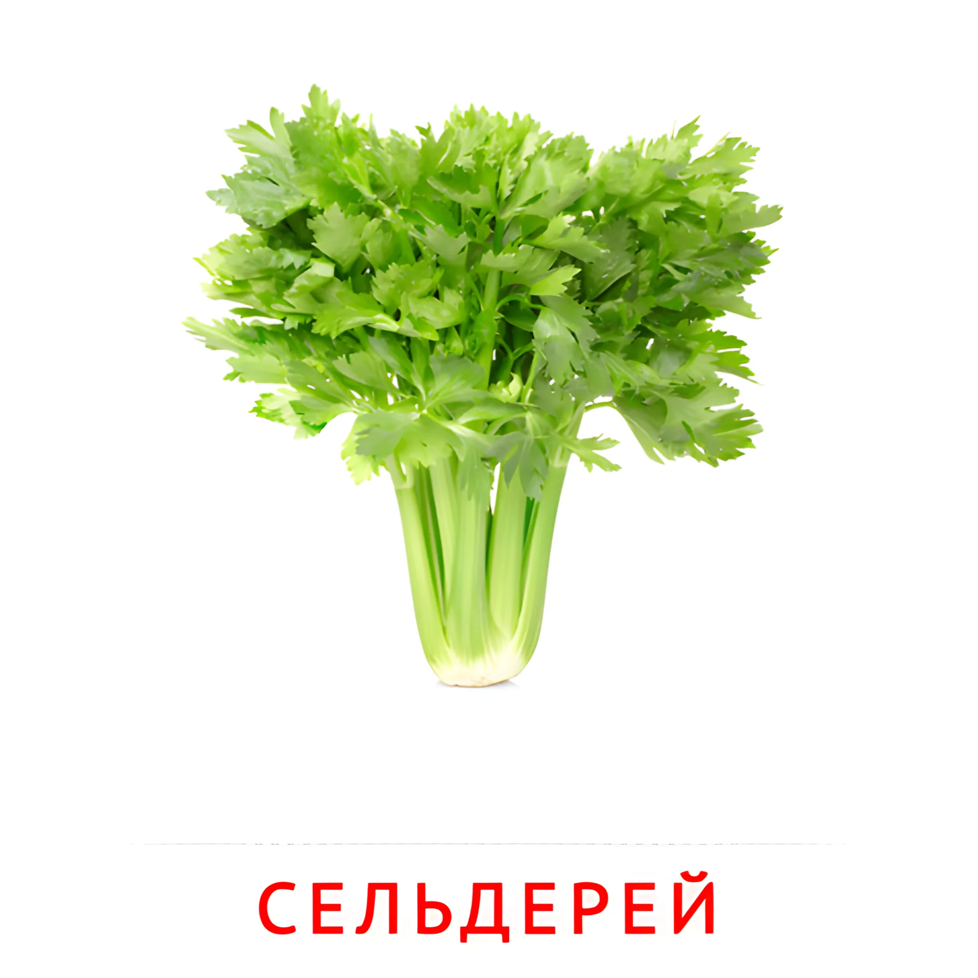 Сельдерей №2319. Карточки Домана на русском языке. Овощи и травы.