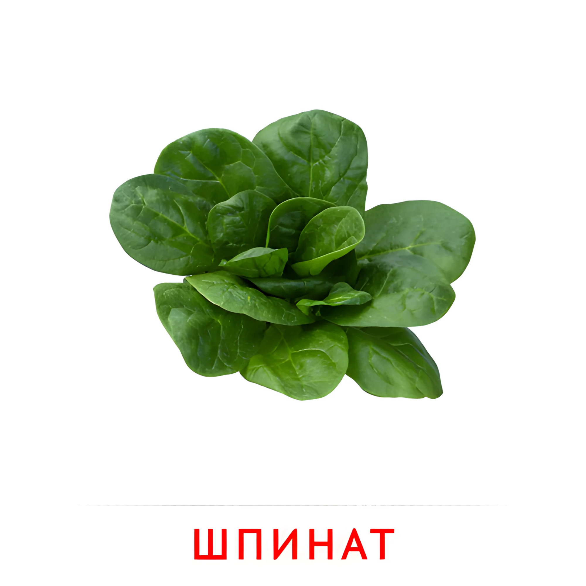 Шпинат №2324. Карточки Домана на русском языке. Овощи и травы.